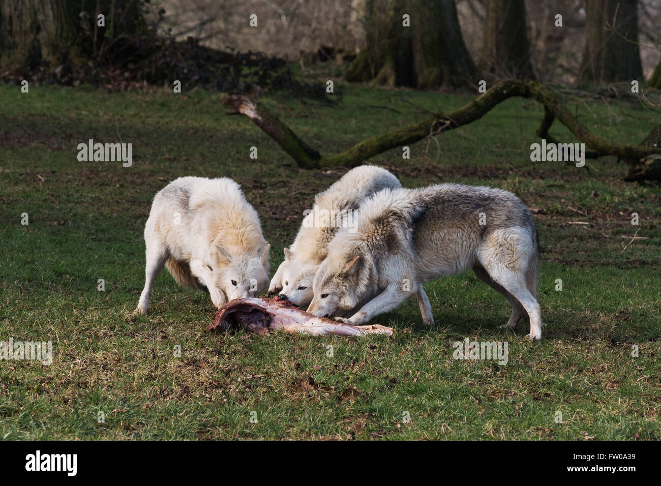 Timber wolves during feeding time at Longleat Safari Park Stock Photo