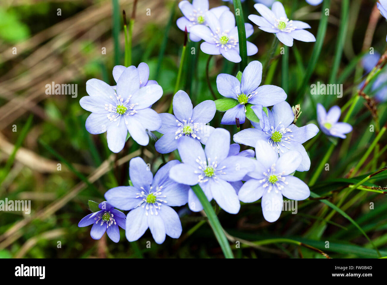 spring flowers , forest Stock Photo - Alamy