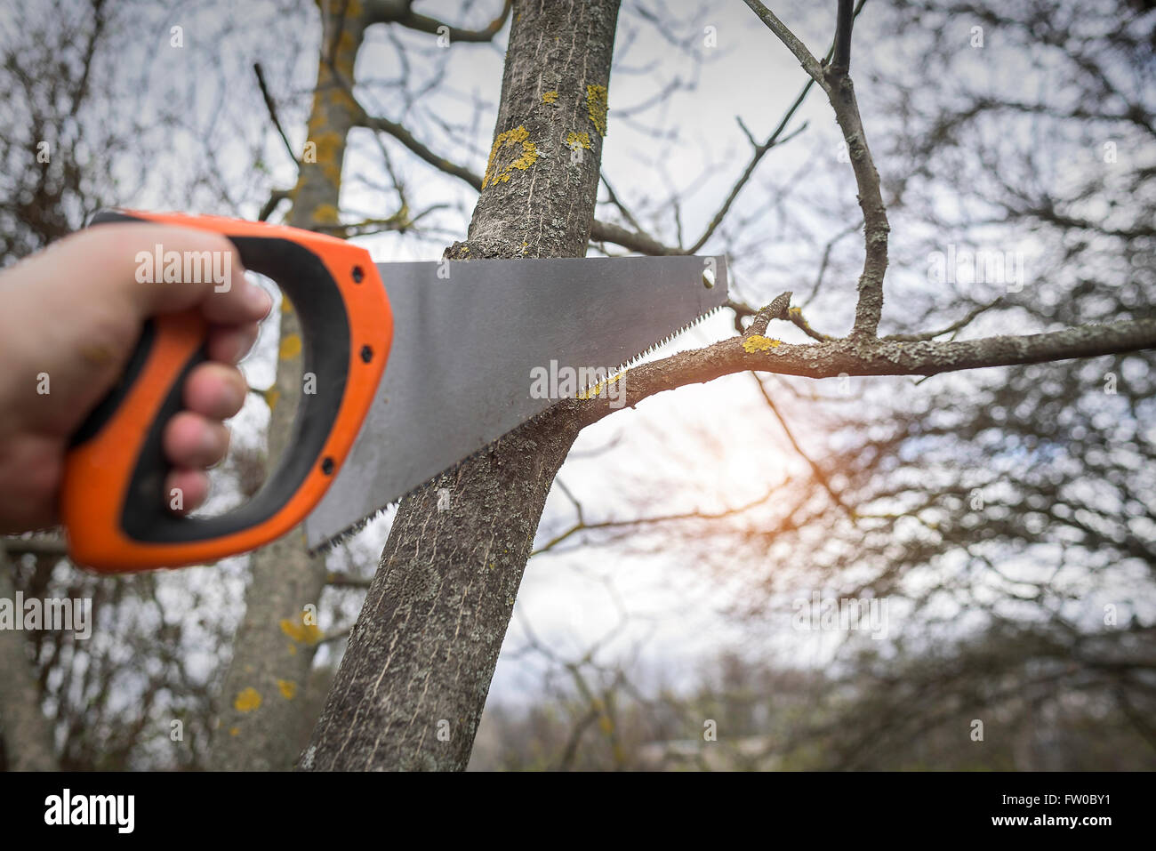 Man cuts tree branches sawing. Spring training garden plot vegetation. Stock Photo