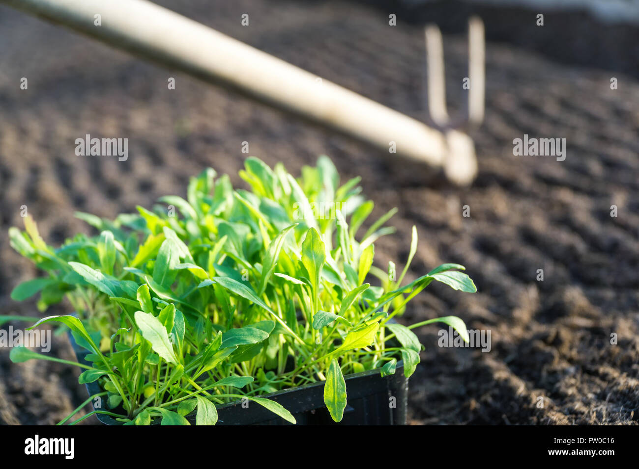 Garden rocket lettuce hi-res stock photography and images - Alamy