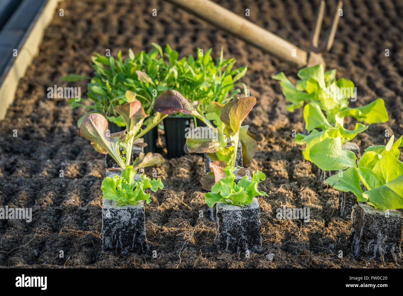 Gardening Salat and Rocket Stock Photo