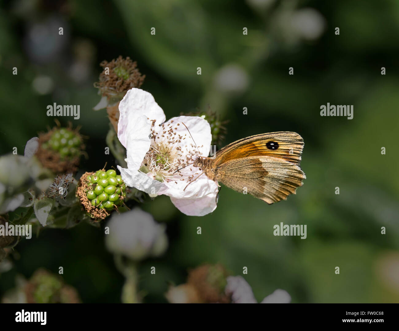 Grayling butterfly feeding on blackberry flower background darkened to make image stand out Stock Photo