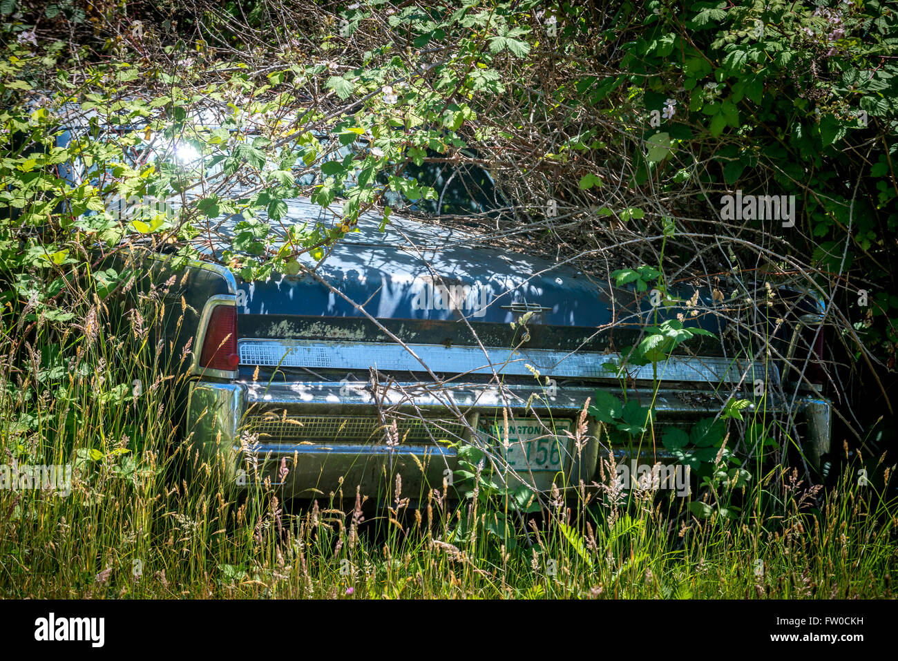 Abandoned vehicles hi-res stock photography and images - Alamy