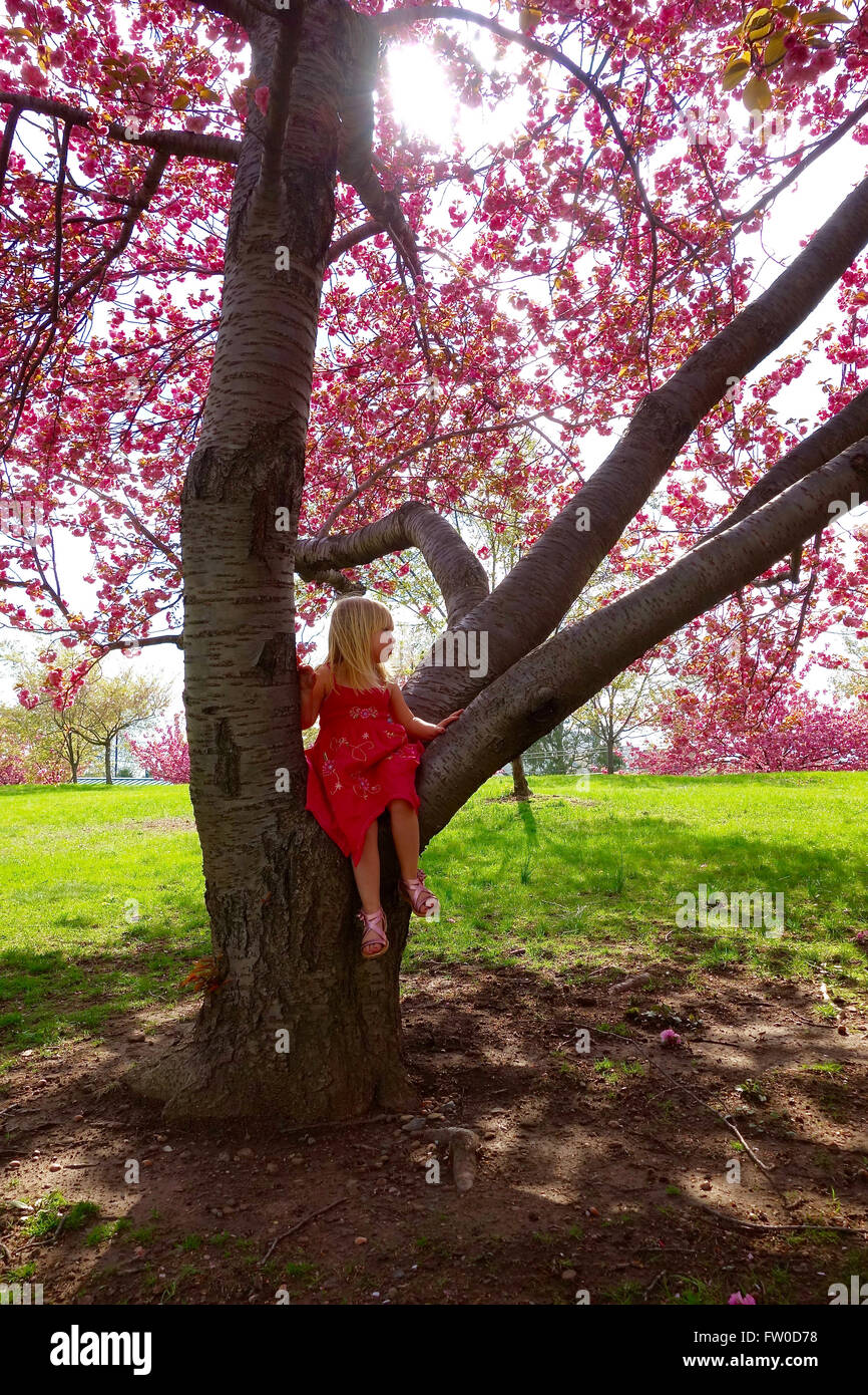 young girl sitting by cherry blossom tree Stock Photo - Alamy