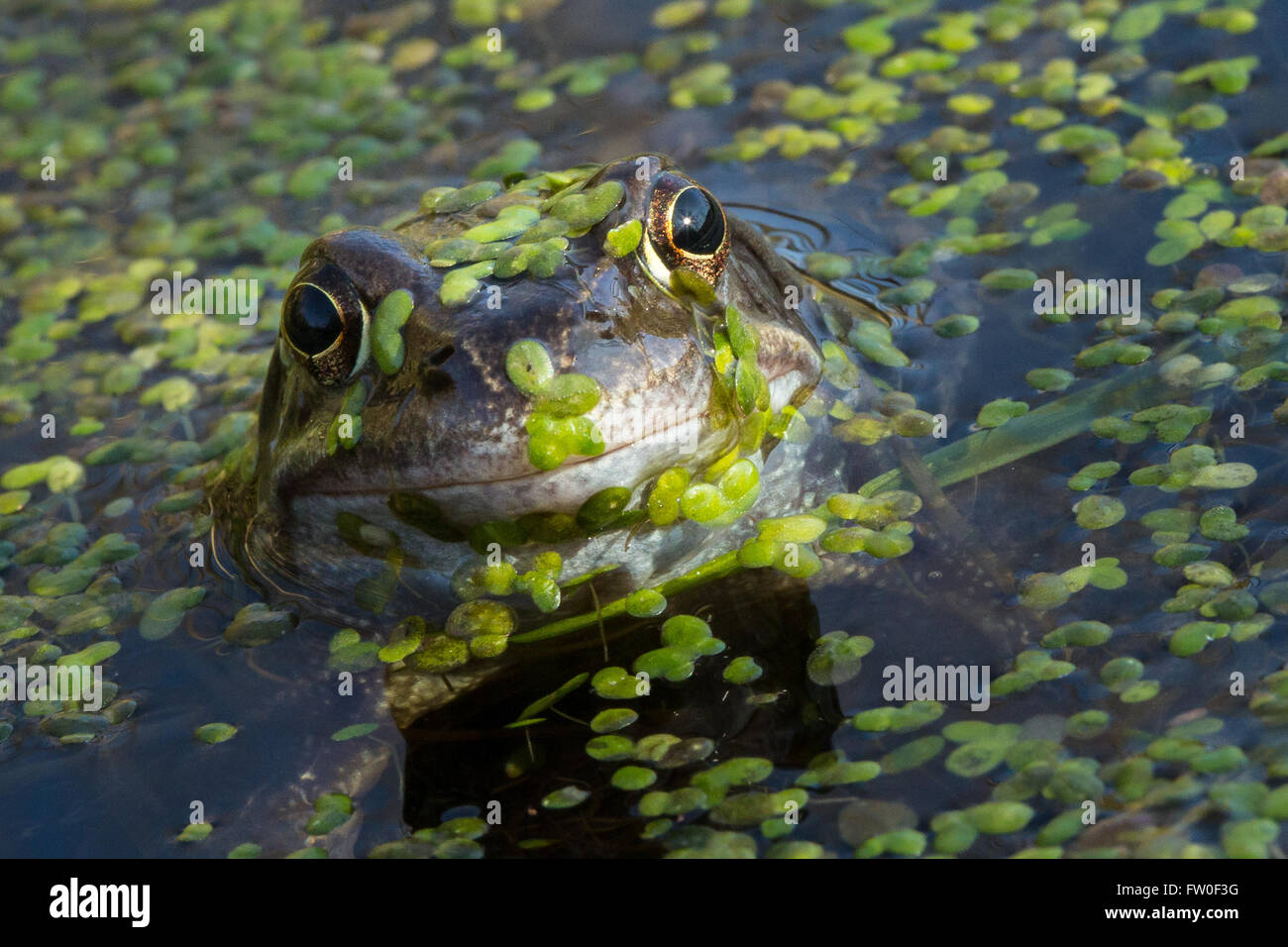 Common Frog (Rana temporaria) in Spring Stock Photo