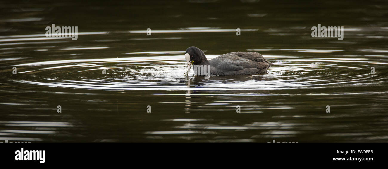 A Coot (Fulica atra) swimming on water surrounded by ripples Stock Photo