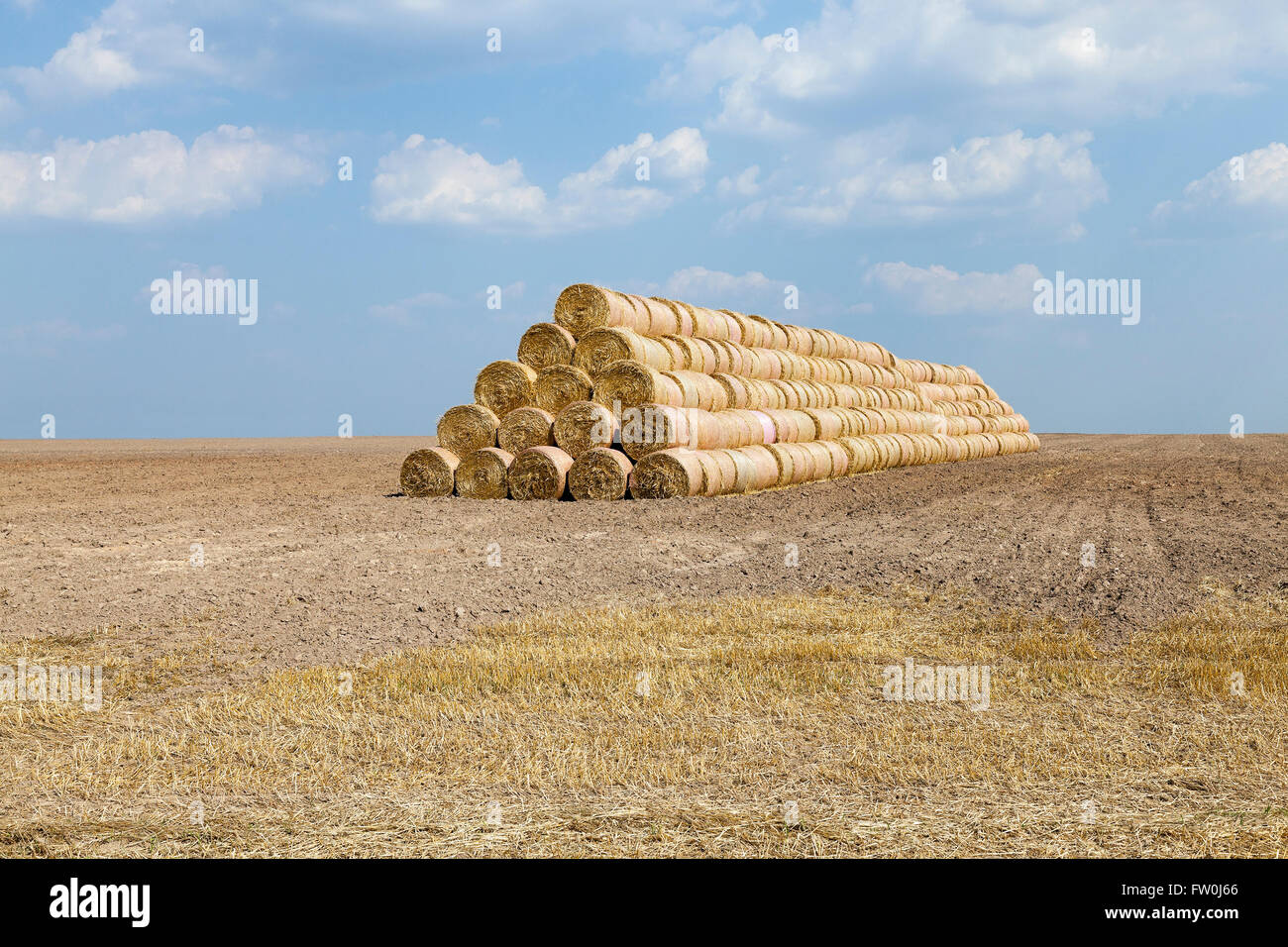 cereal harvest, summer Stock Photo - Alamy