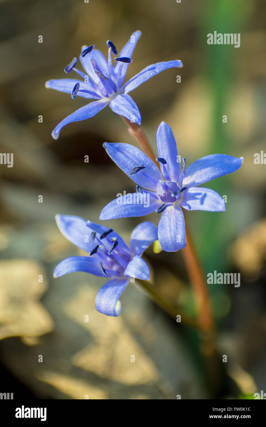 Blue spring flowers against blurry background. Stock Photo