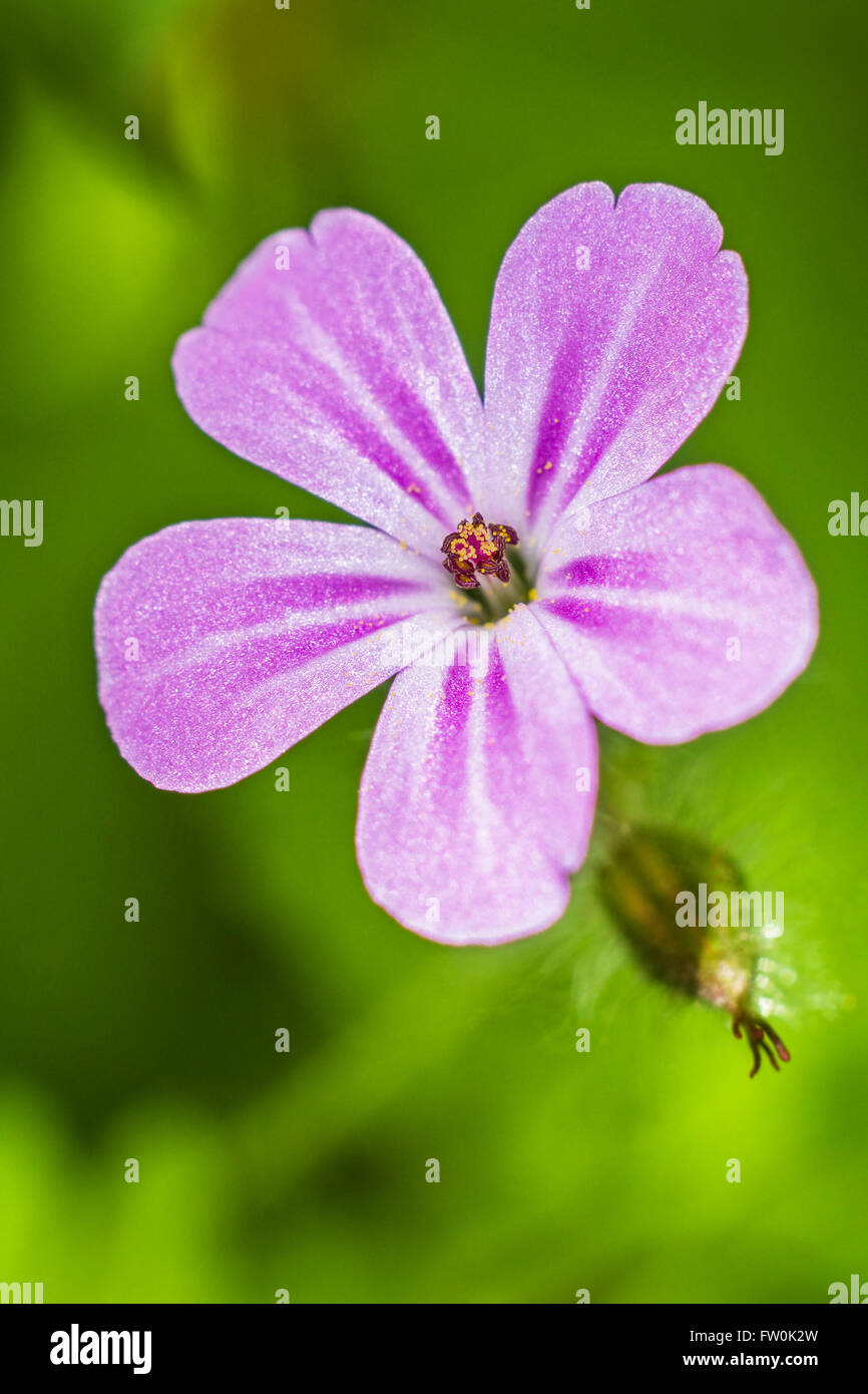 Herb Robert against blurry background. Stock Photo