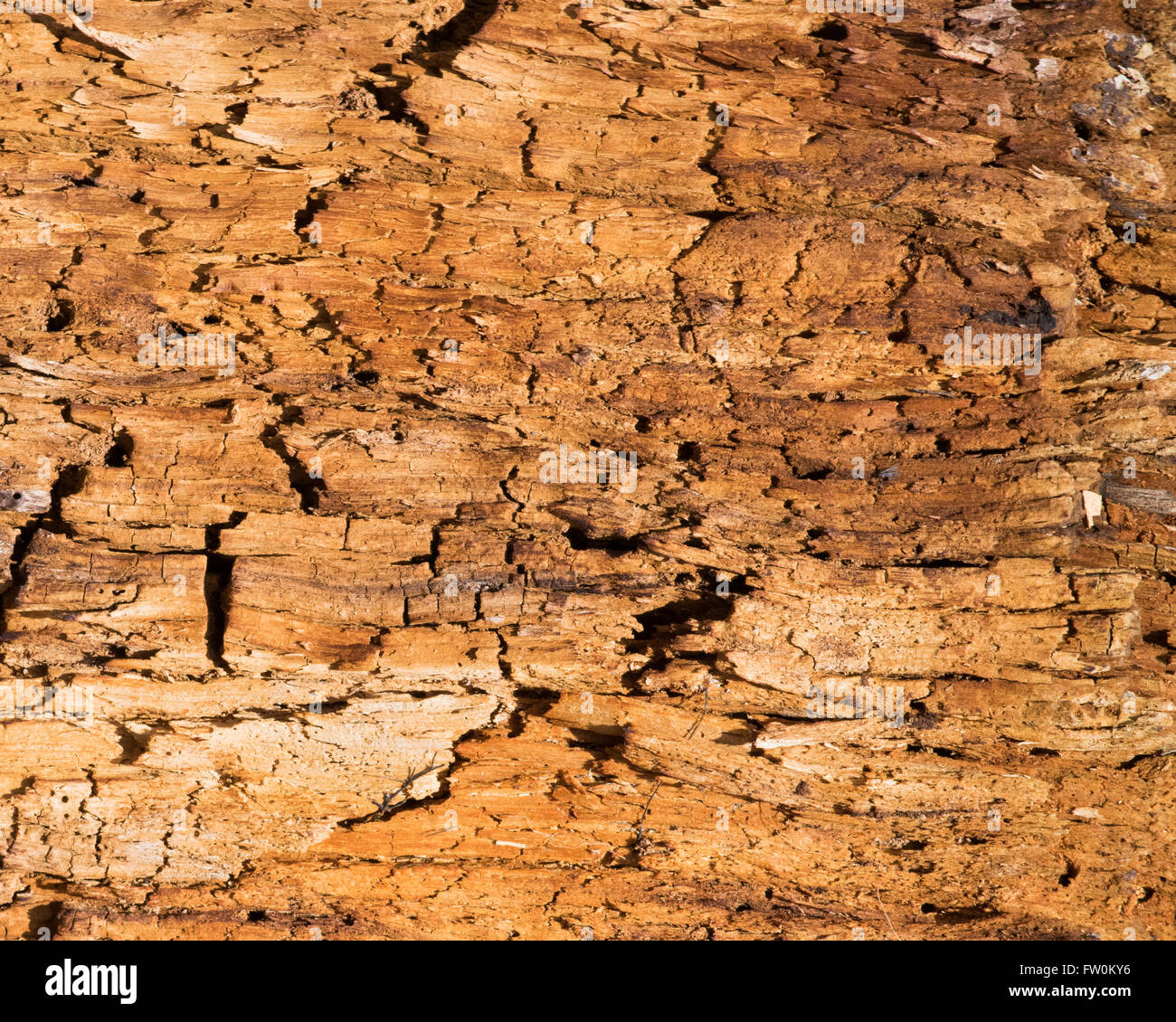 Tree Stump Background for wallpaper or art Stock Photo - Alamy