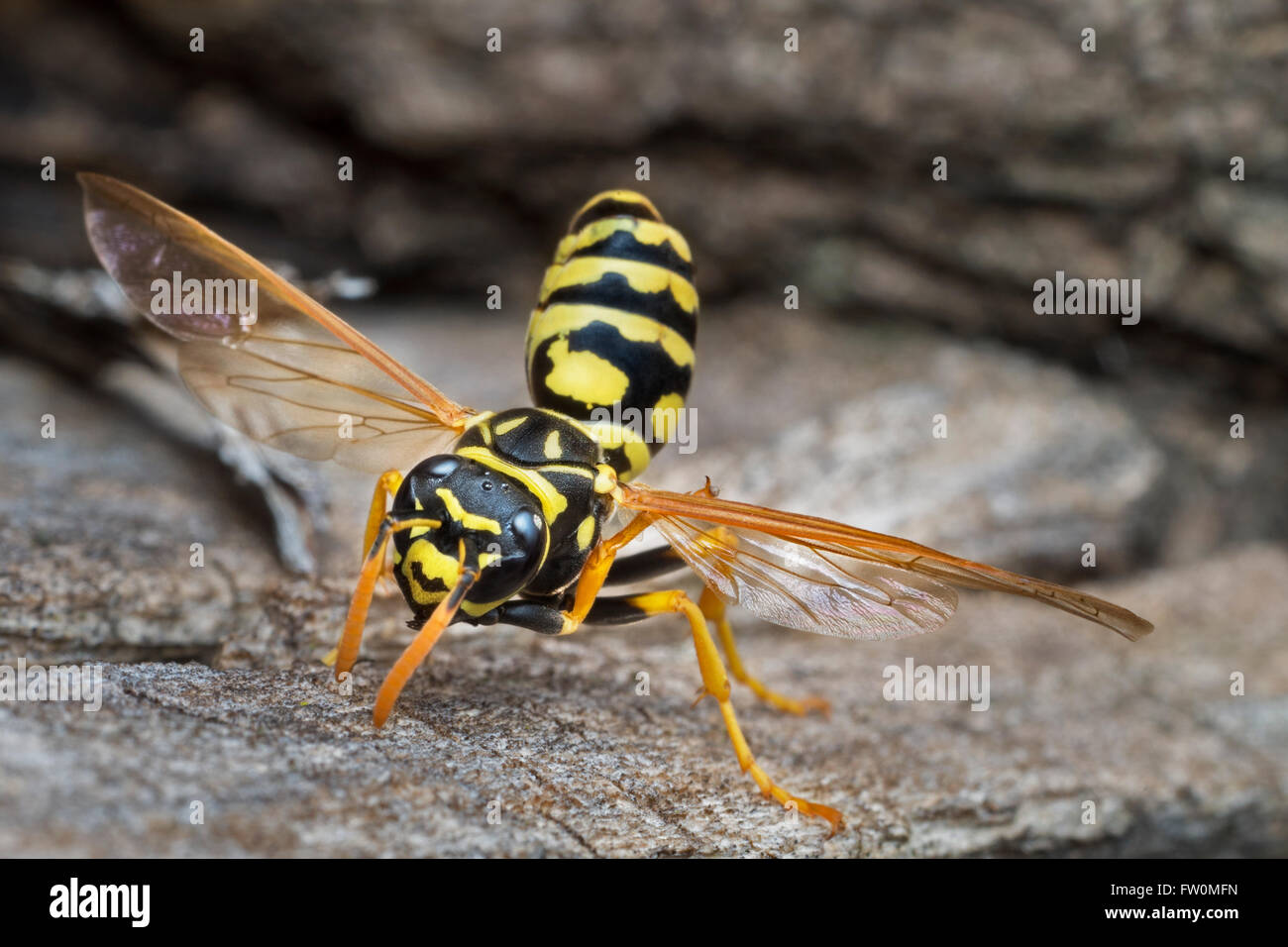 European paper wasp cleaning its wings Stock Photo - Alamy