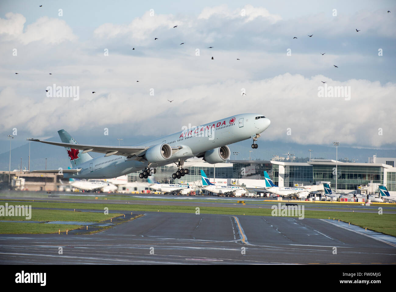 Air Canada Boeing 777 300er Takeoff Within Flock Of Birds