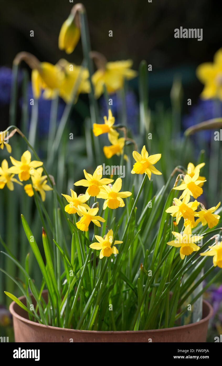 Narcissus Tete 'a' Tete daffodil flowers in a pot in sunlight Stock Photo