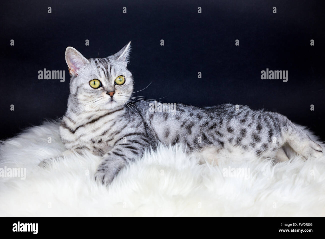 British short hair black silver tabby spotted cat lying on sheepskin Stock Photo