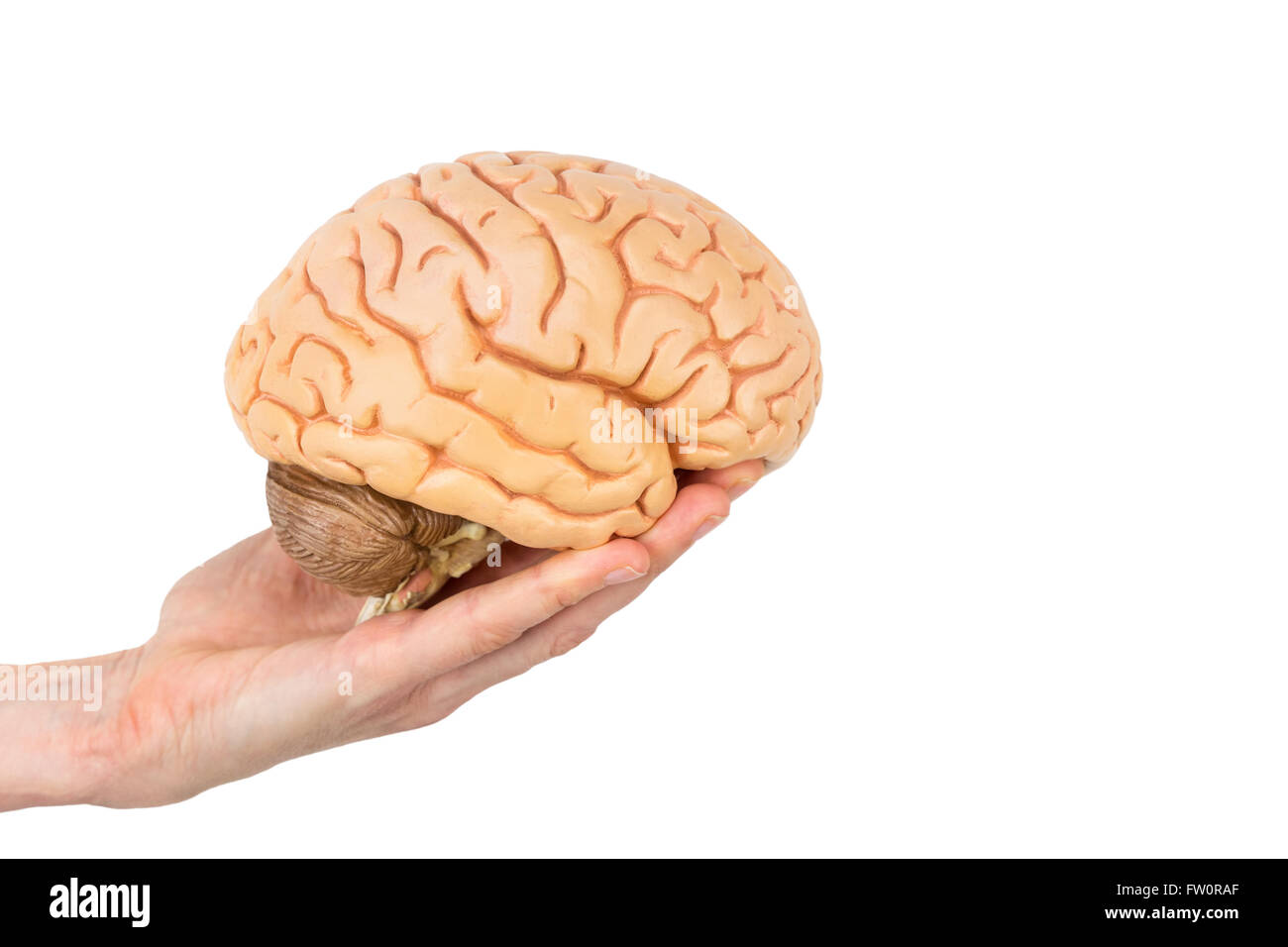 female hand holding model human brains isolated on white background Stock Photo
