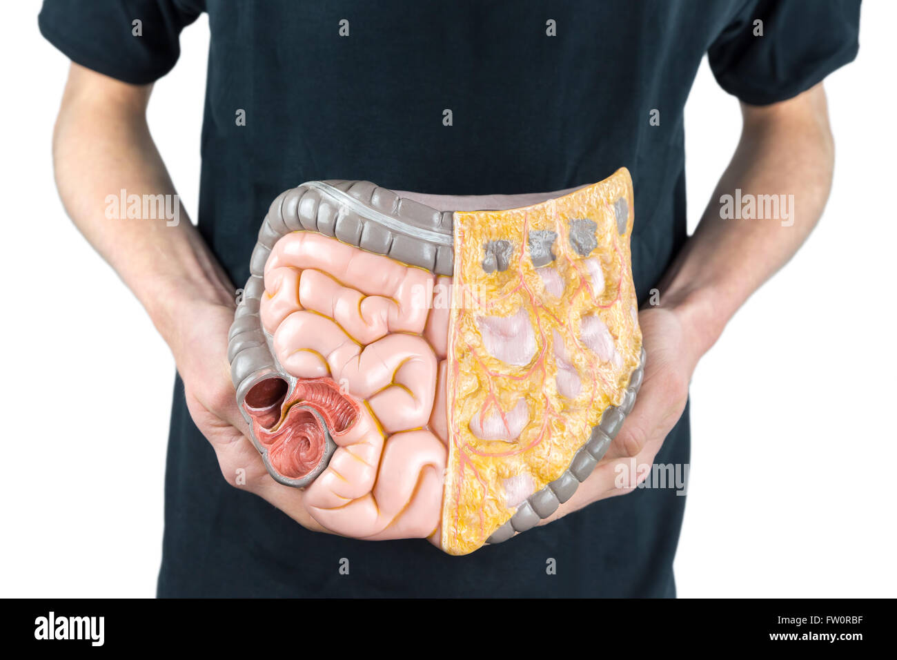 Man holding model of human intestines or bowels on black shirt isolated on white background Stock Photo