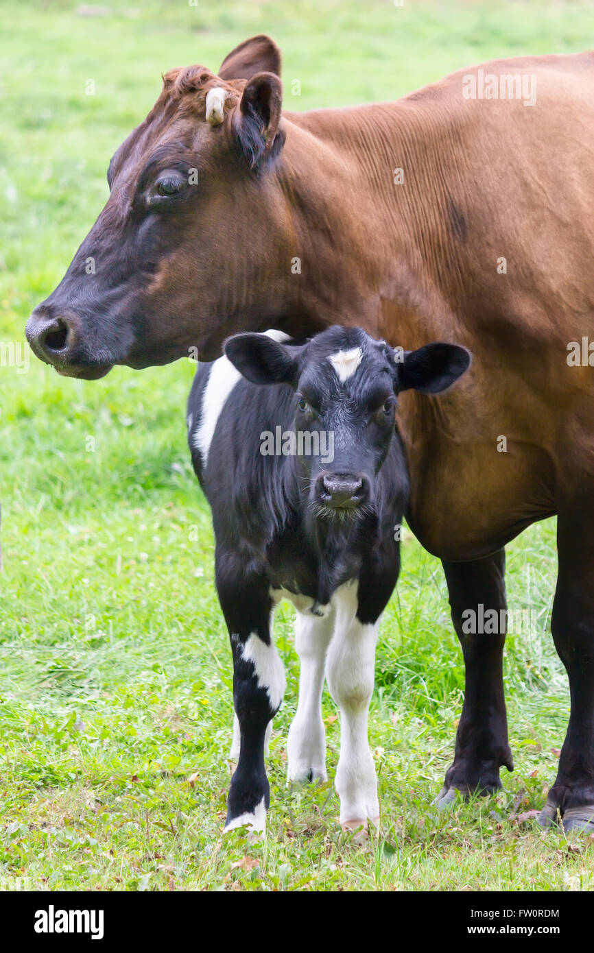 Standing brown mother cow with black and white calf Stock Photo