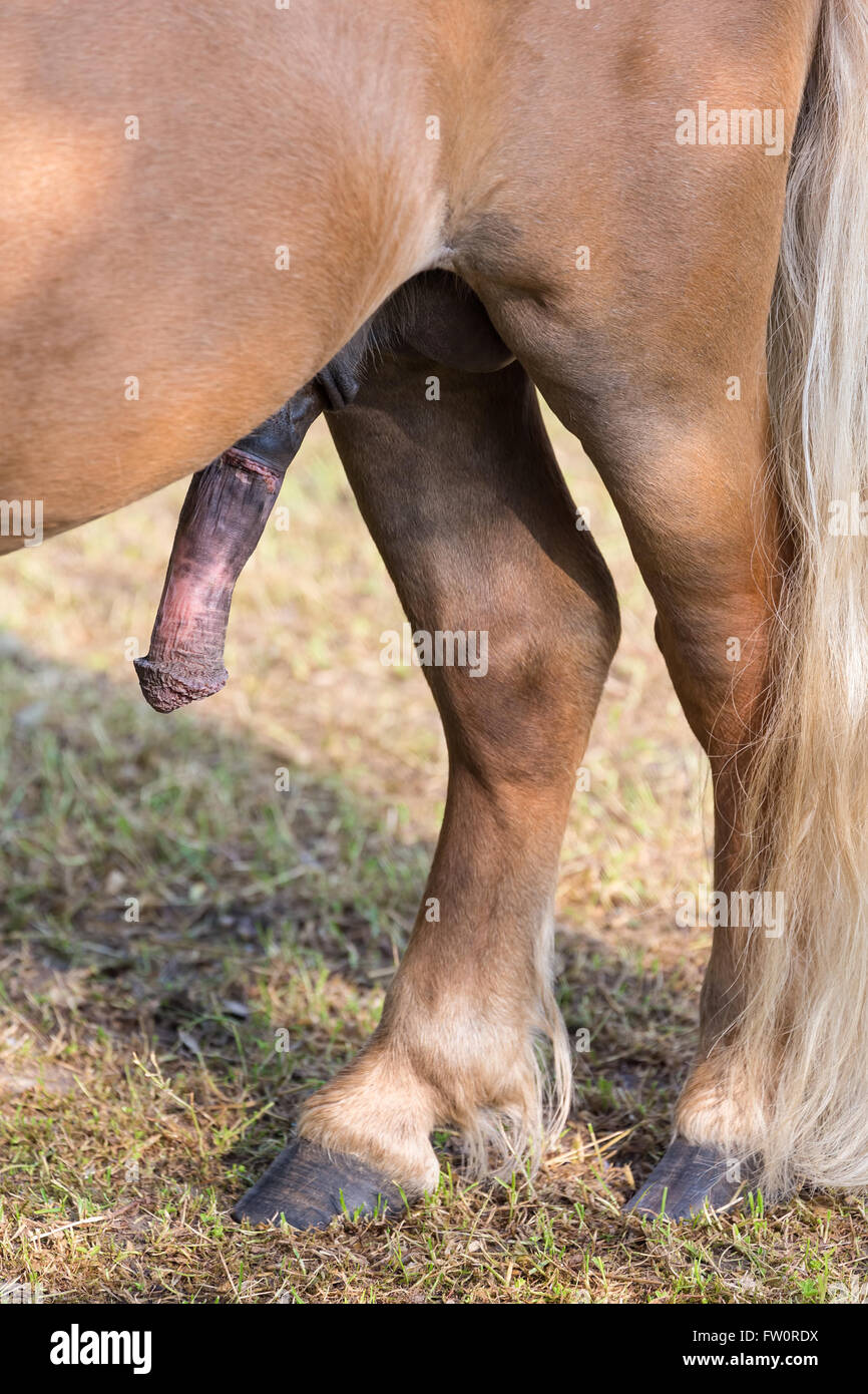 Stiff horse cock erection with back legs and tail Stock Photo