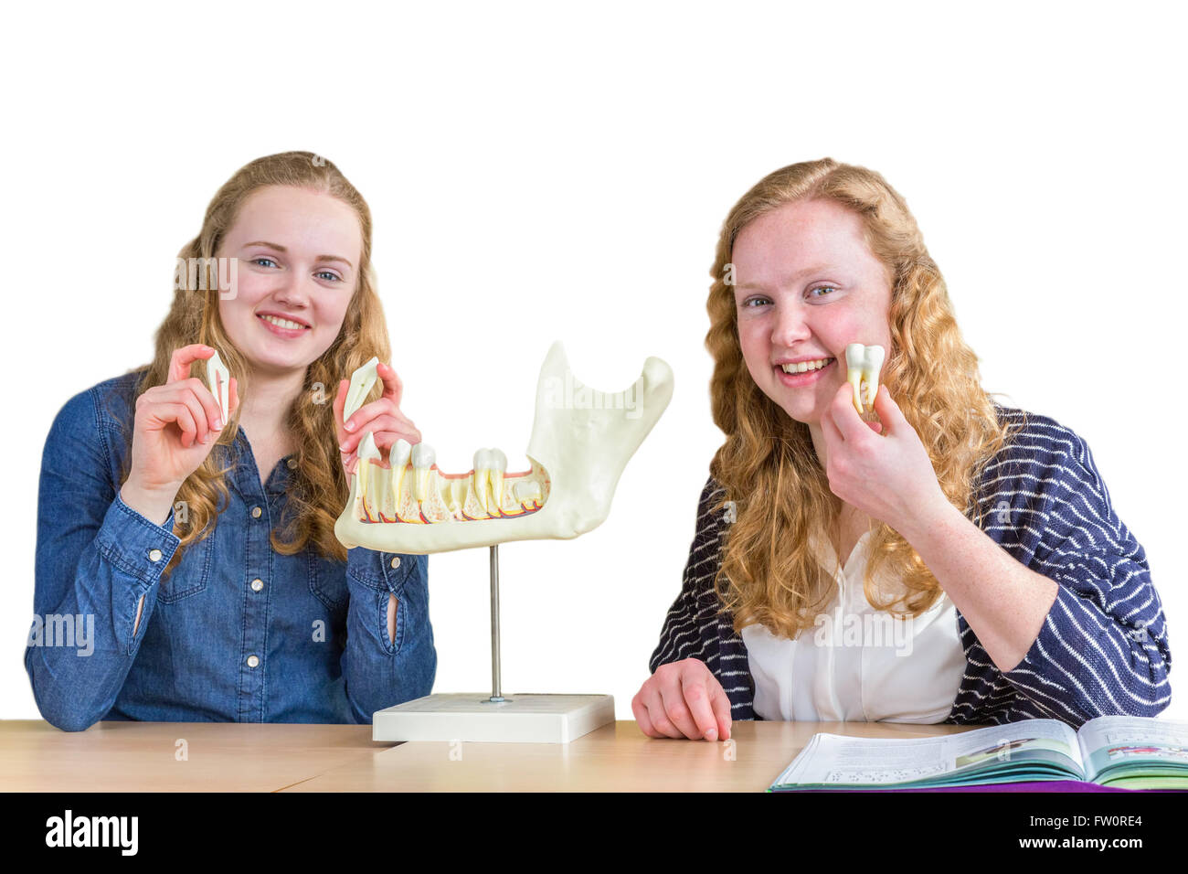 Two female students exploring jaw model with teeth in biology lesson ...
