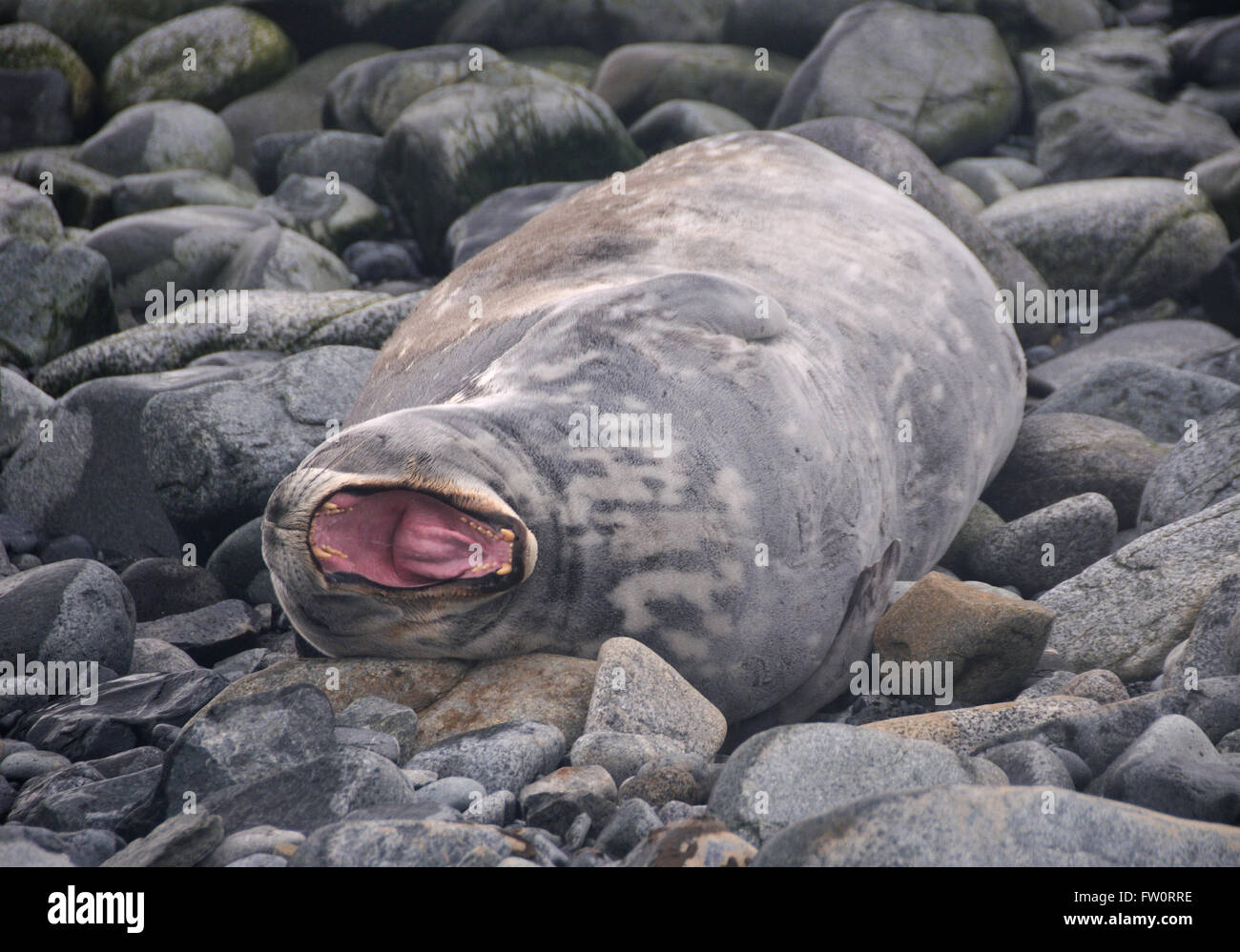 A Weddell Seal sleeping on a stony beach (Leptonychotes weddellii) displays its teeth in a yawn.  South Shetland Islands Stock Photo