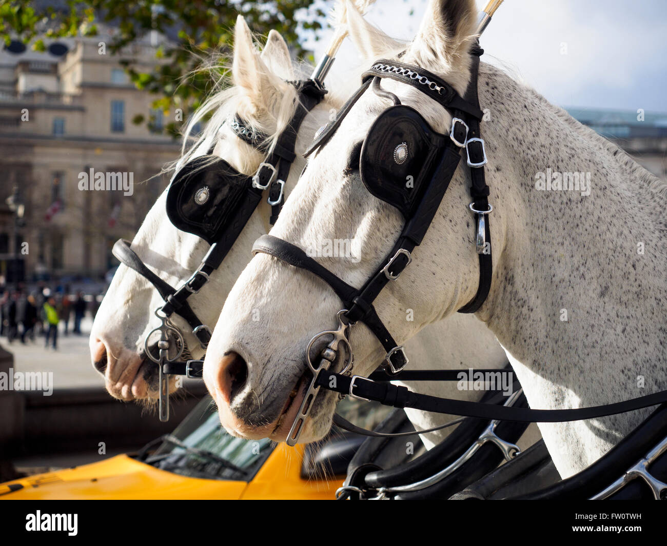 Coach horses - London, England Stock Photo