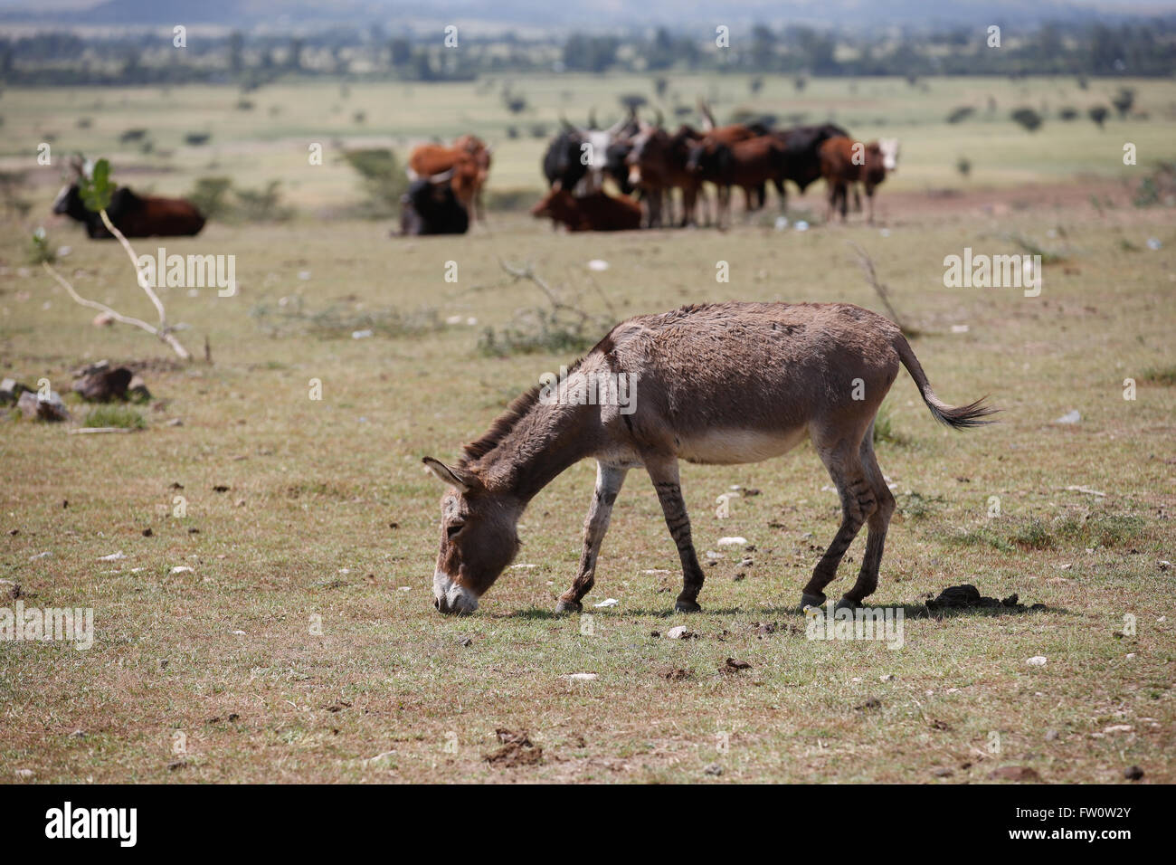 Between Mojo and Ziway, Ethiopia, October 2013: Kumar, 42, grazing his own and his neighbour’s animals. He has three children. The pasture in this area is good, not affected by drought and he makes a good living. Stock Photo