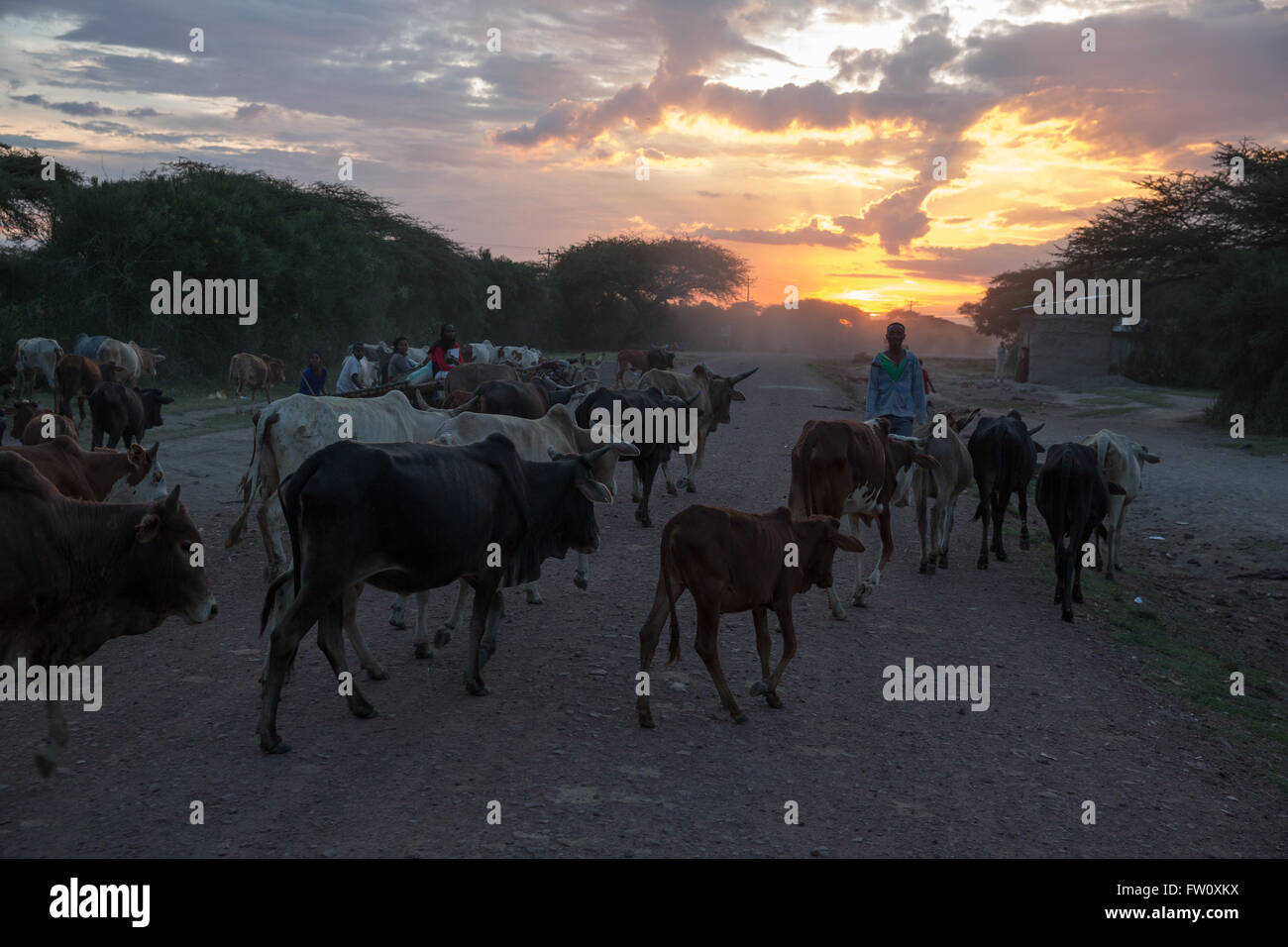 Hurufa Lole, near lake Langano, Oromia, Ethiopia, October 2013: Villagers herding cattle home at sunset. Stock Photo