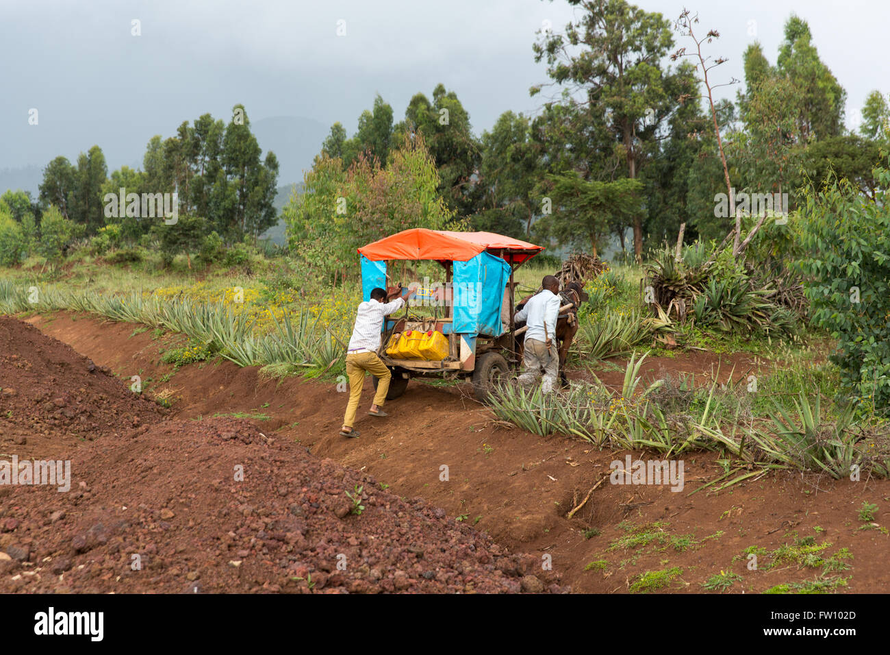 Gurage, Ethiopia, October 2013 Local people using a horse taxi to deliver water from the Wegerem river. Stock Photo