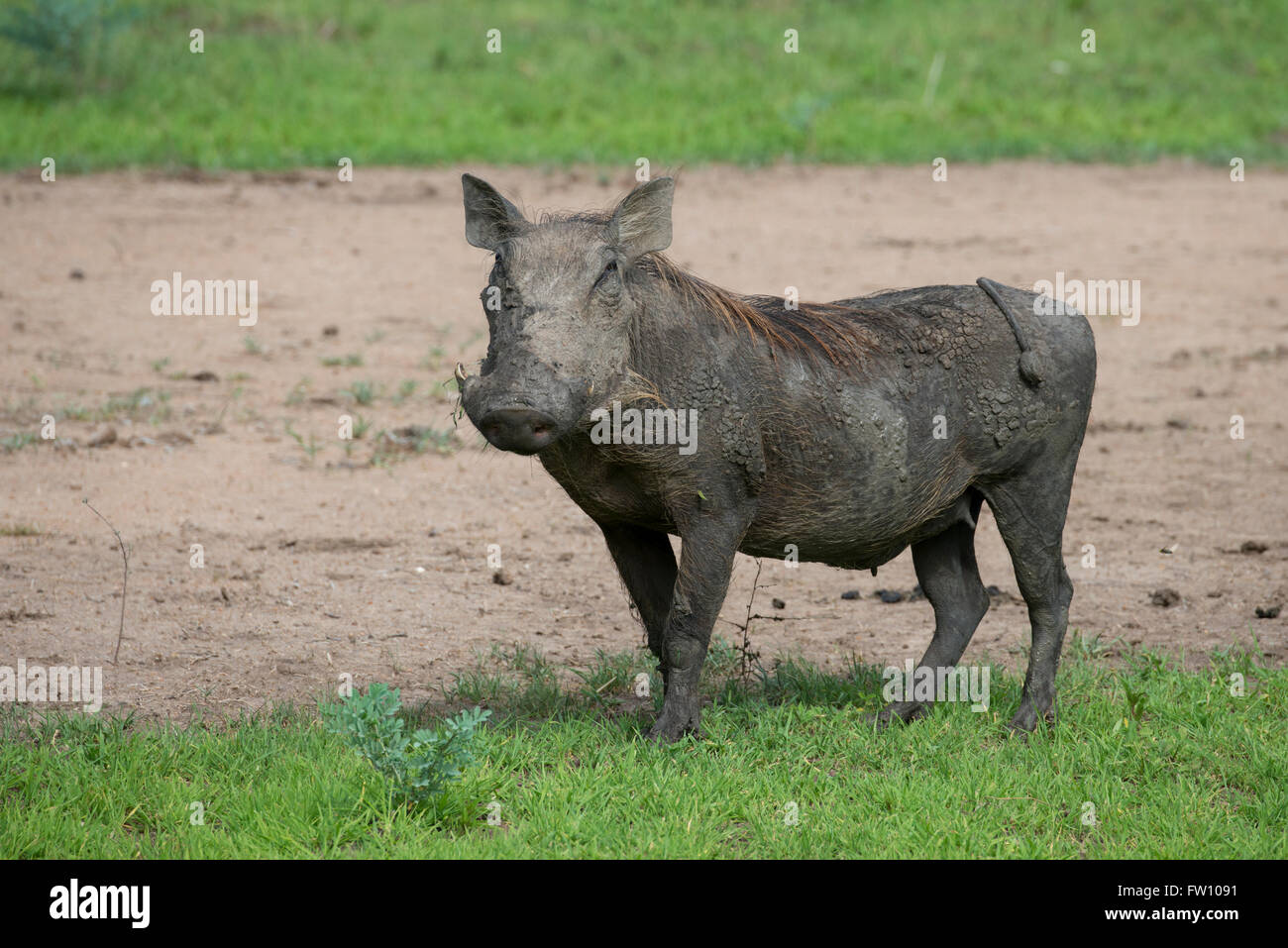 Africa, Zambia, South Luangwa National Park. Common warthog (Wild: Phacochoerus africanus) green season. Stock Photo