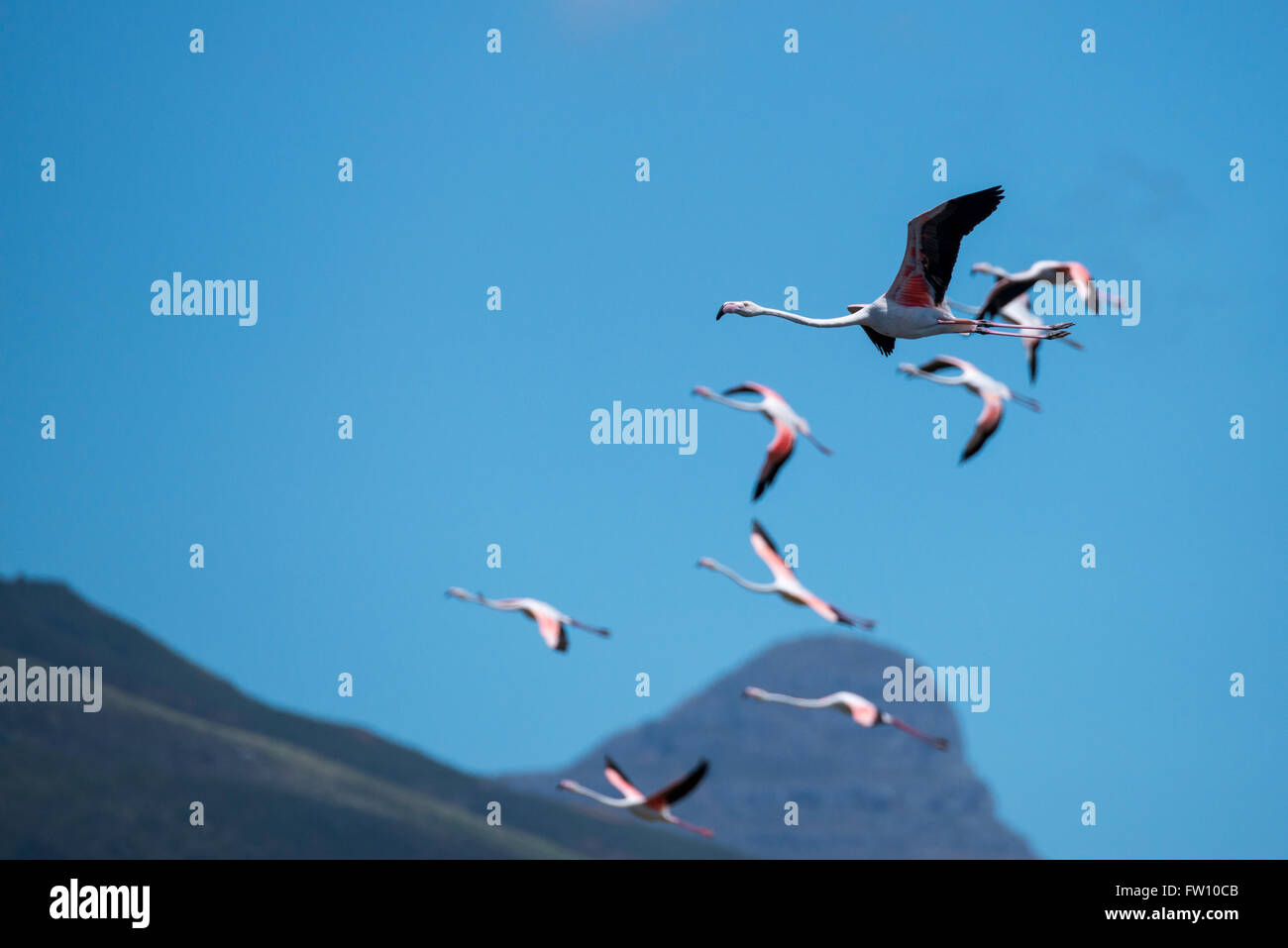 South Africa, Cape Town. Greater flamingos (Wild: Phoenicopterus ruber) in flight with mountains in the distance. Stock Photo