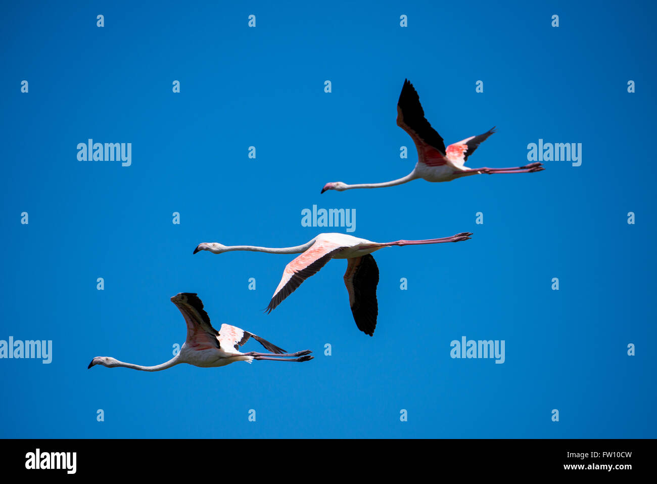 South Africa, Cape Town. Greater flamingos (Wild: Phoenicopterus ruber) in flight. Stock Photo