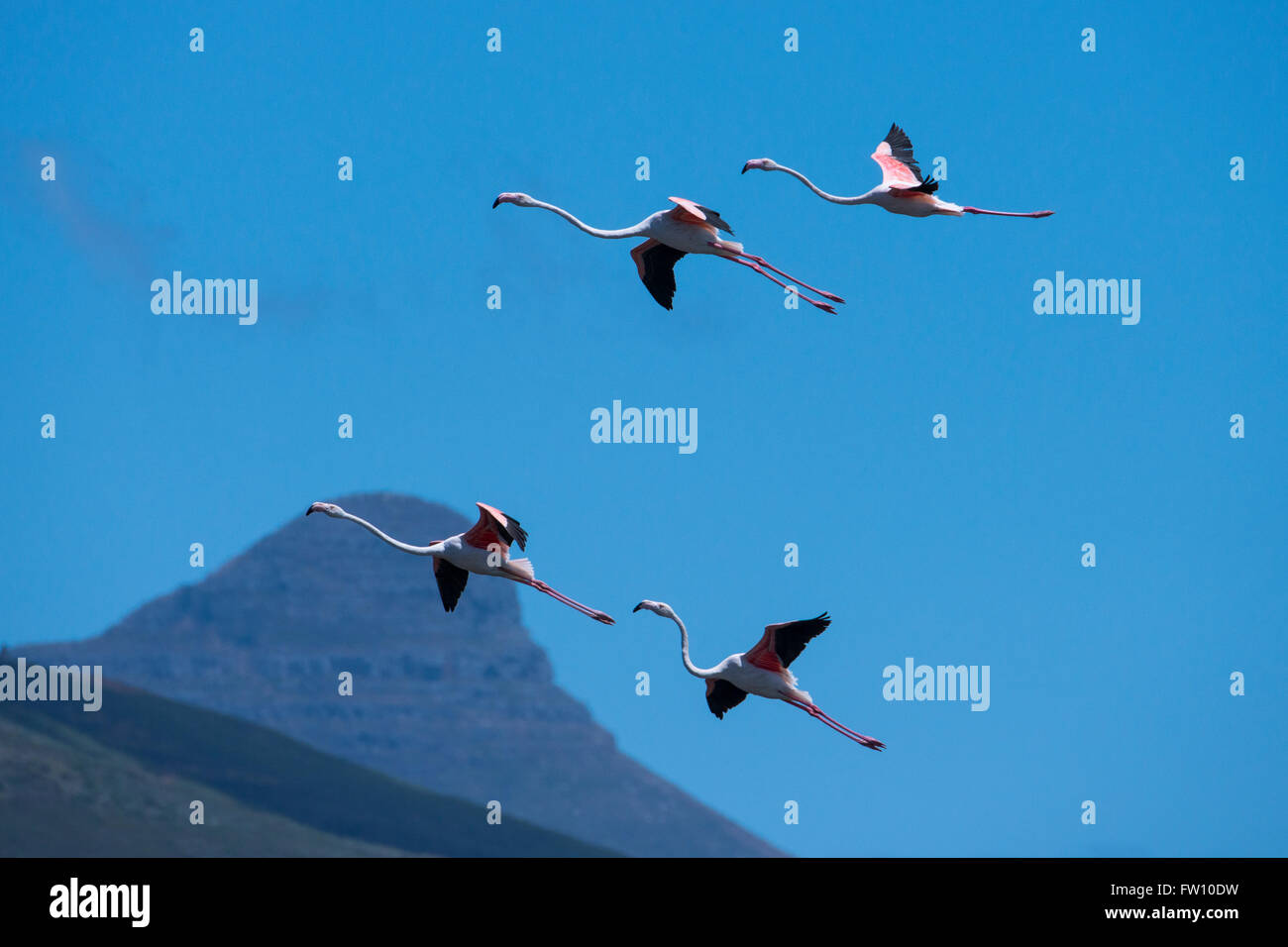 South Africa, Cape Town. Greater flamingos (Wild: Phoenicopterus ruber) in flight with mountains in the distance. Stock Photo