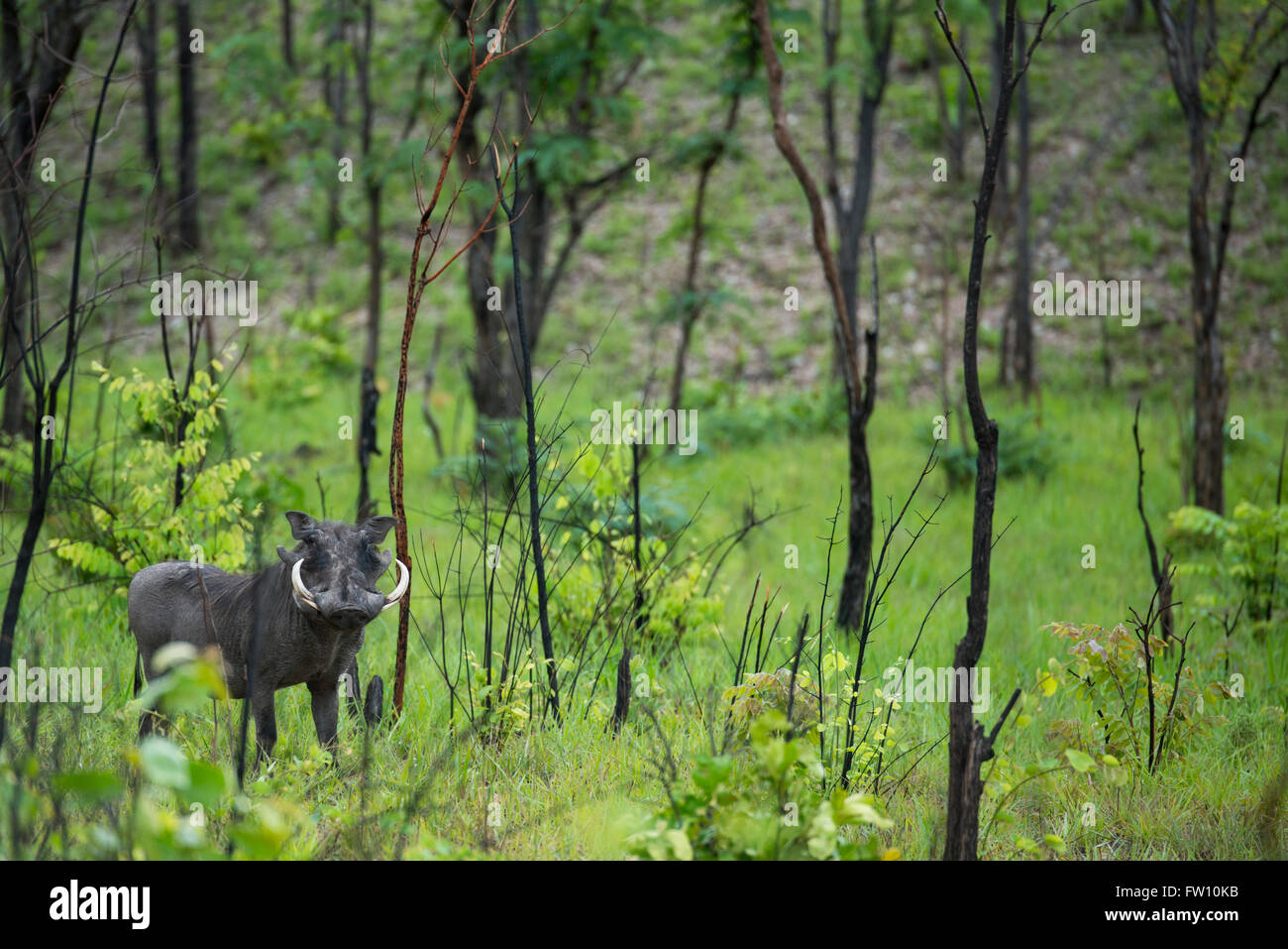 Africa, Zambia, South Luangwa National Park, mountain area between Mfuwe and Bilimungwe. Common warthog in lush green habitat. Stock Photo