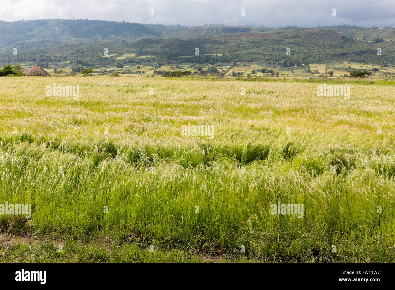 West Shewa, Oromia, Ethiopia, October 2013 Ripening field of teff, the country's staple food from which injera bread is made. Stock Photo