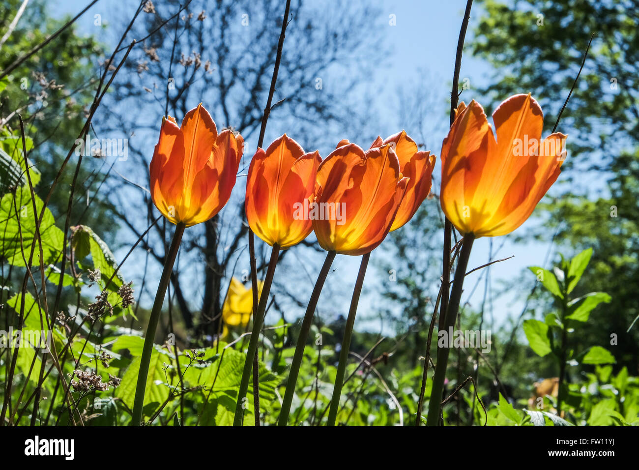 Wild growing tulip bed with five illuminated orange back lit tulips Stock Photo