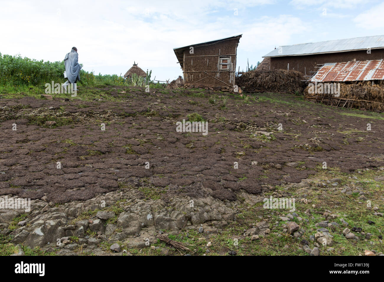 Debre Birhan, Amhara, Ethiopia, October 2013 Pats of cow dung left to