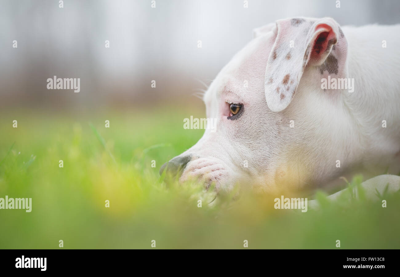 Cute white dog in grass Stock Photo - Alamy