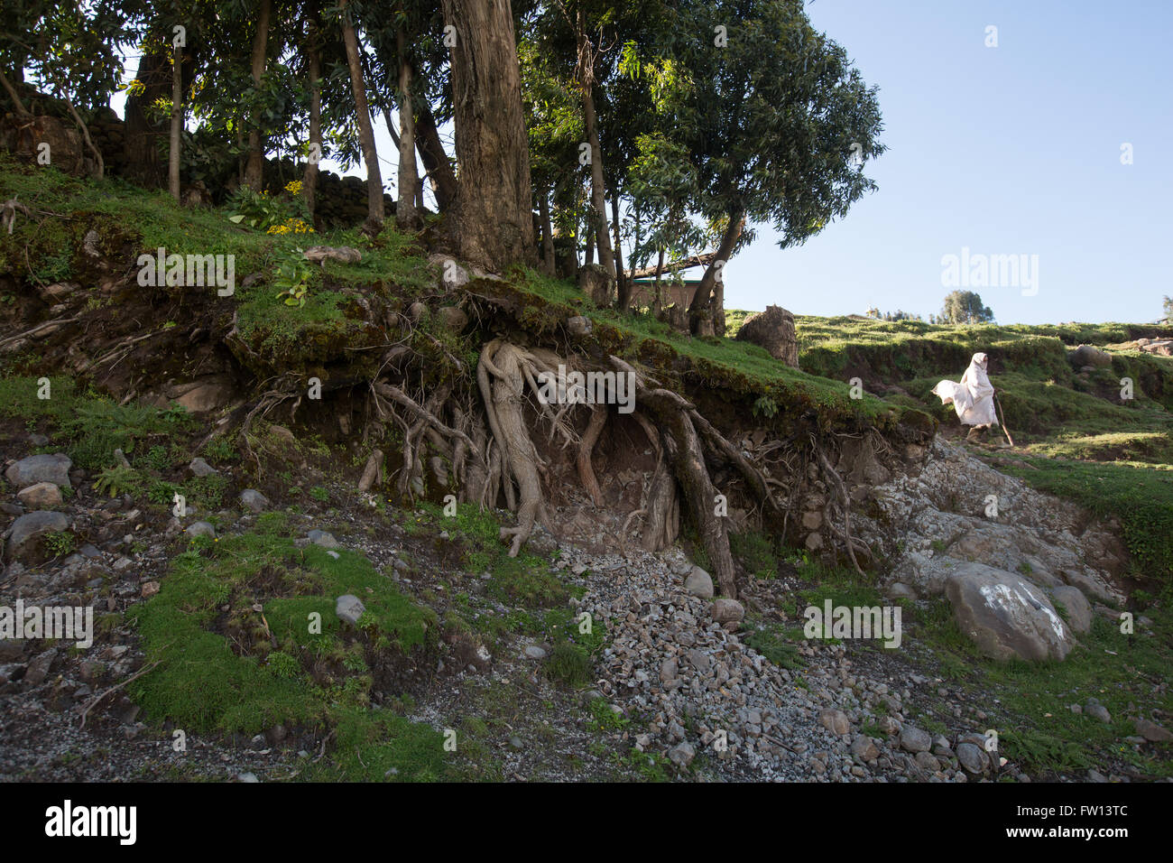 Exposed tree root system hires stock photography and images Alamy
