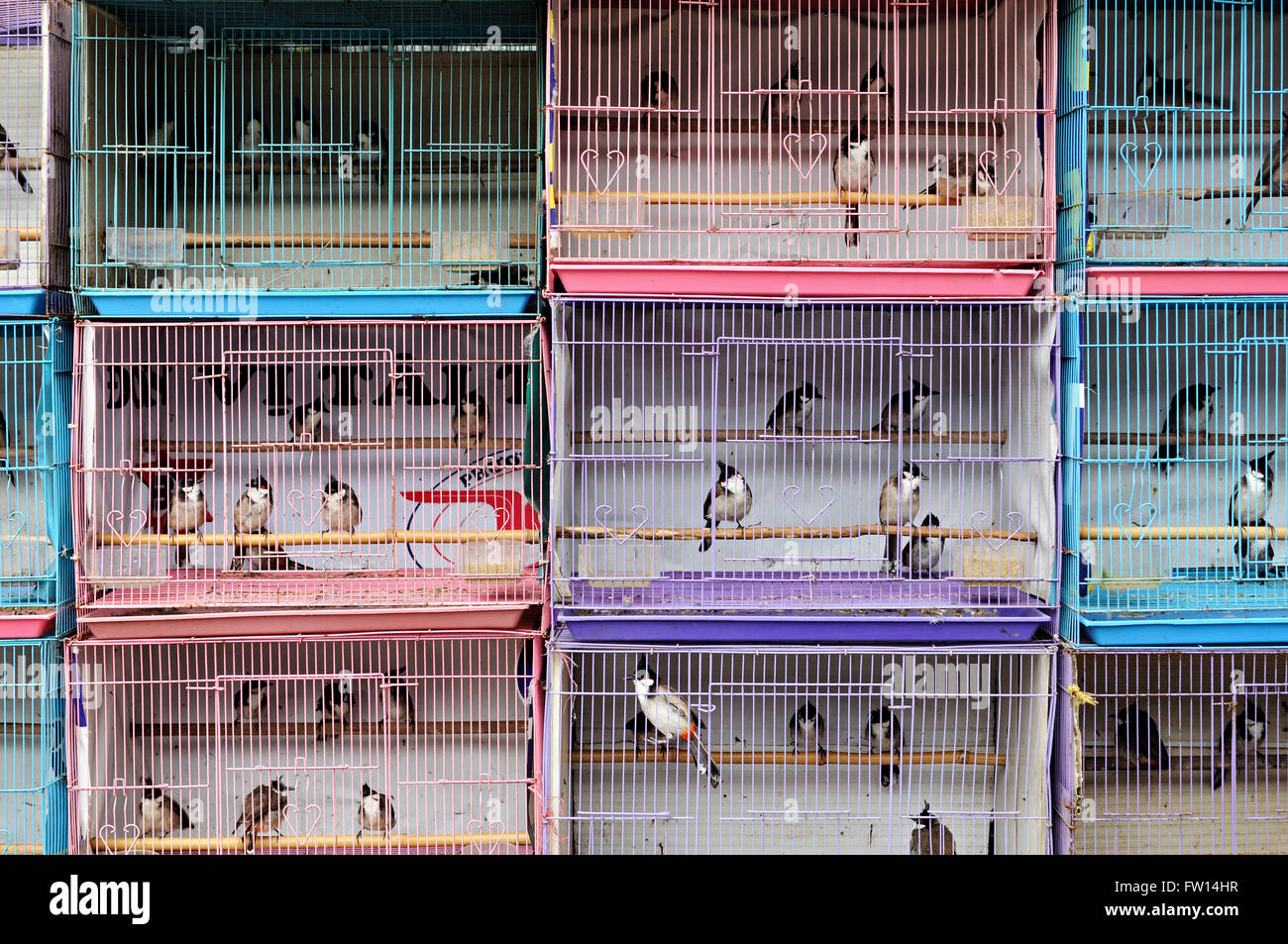 Birds in cages ready for sale in the old quarter of Hanoi, Vietnam