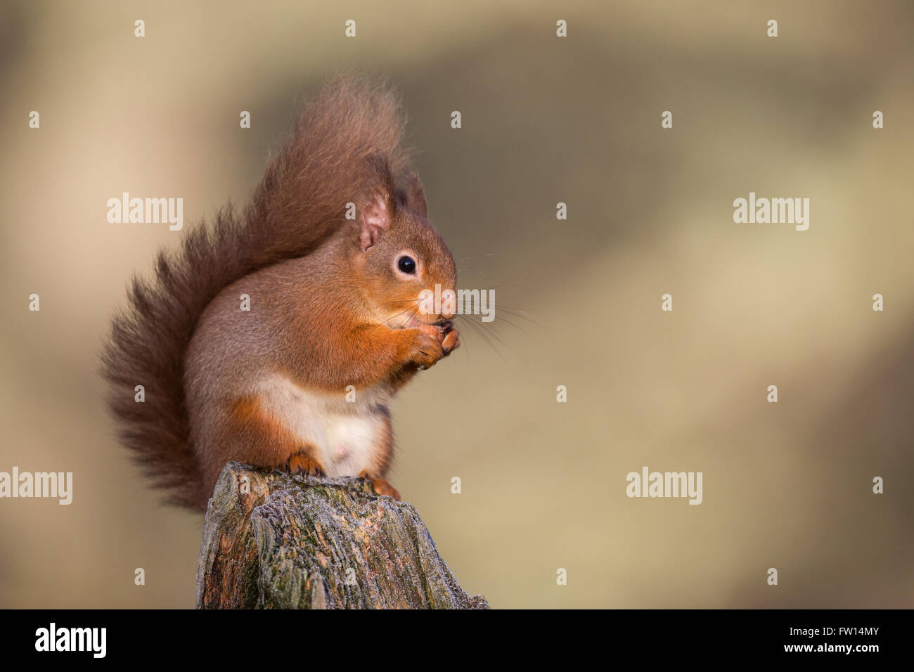 Red Squirrel (Sciurus vulgaris) eating on a tree stump Scotland Stock Photo