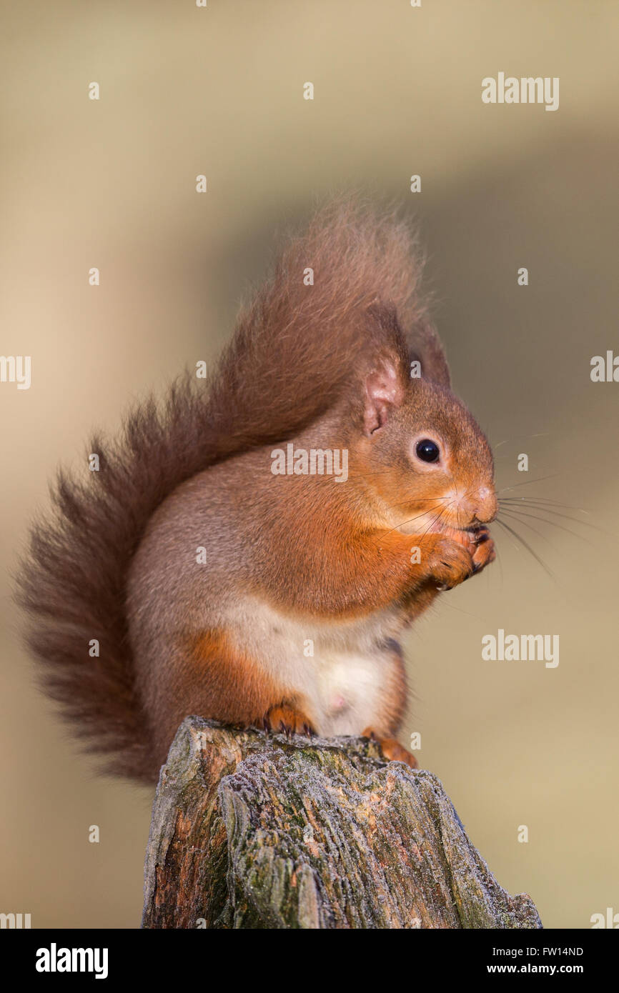 Red Squirrel (Sciurus vulgaris) eating on a tree stump Scotland Stock Photo