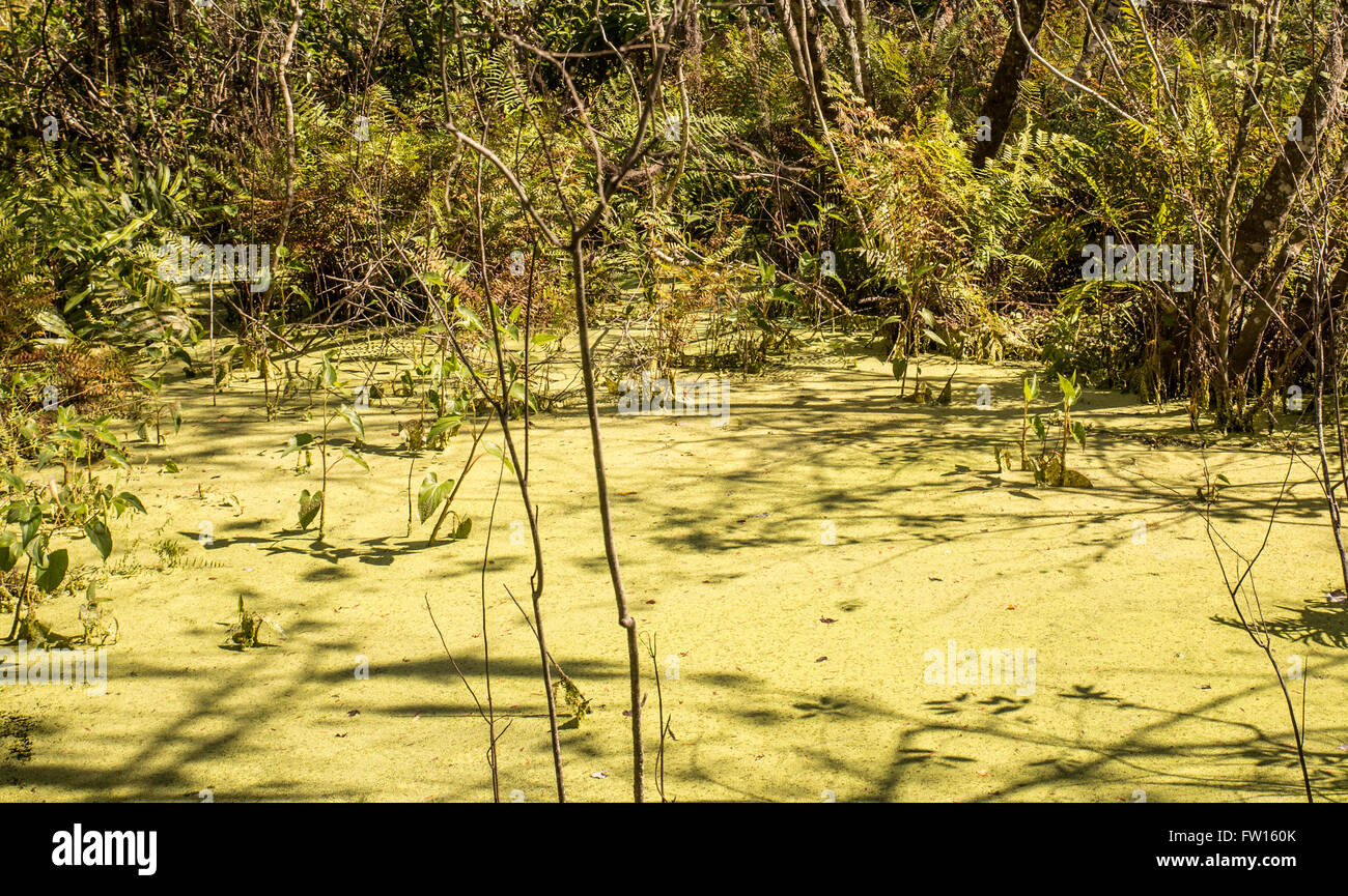 Bright lime green algae covering the surface of  a pond Stock Photo