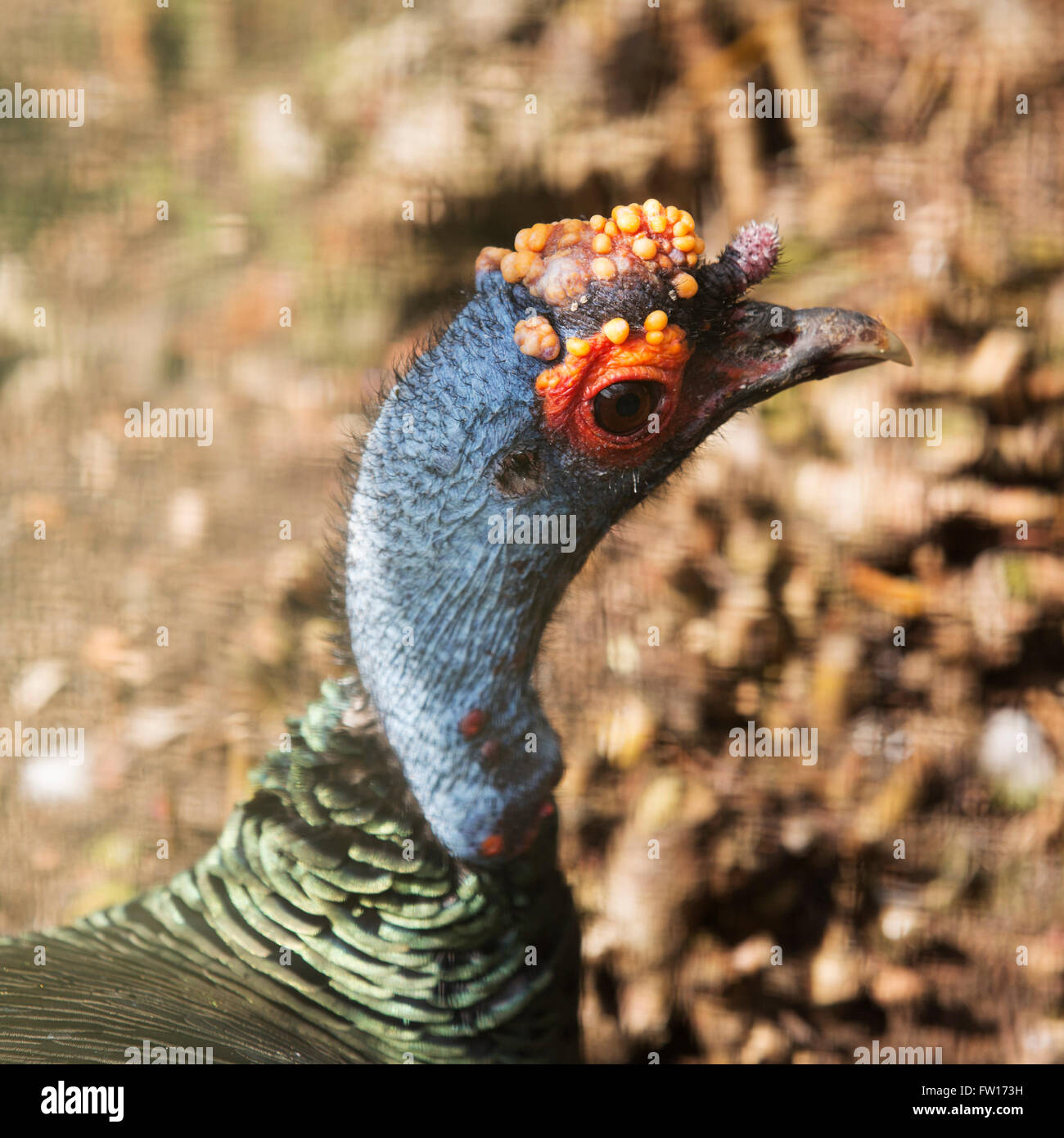 An ocellated turkey (Meleagris ocellata). The birds originate from the