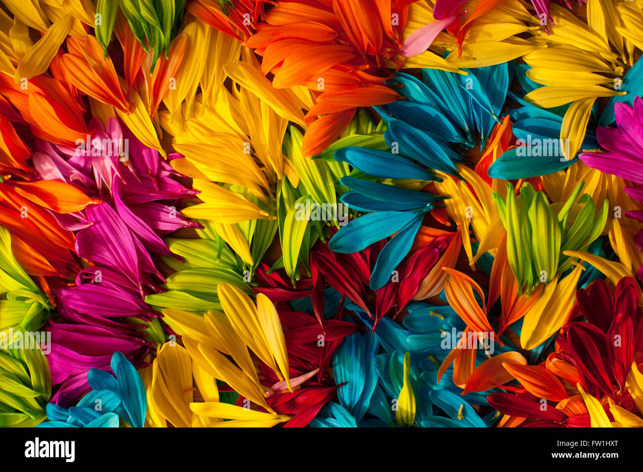 Multicolored daisy petals close-up Stock Photo