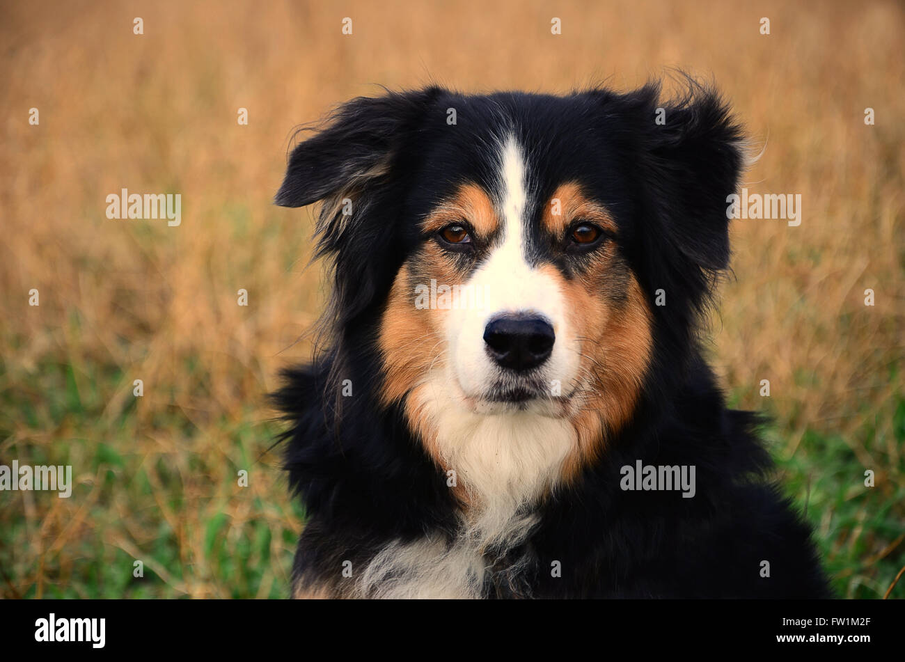 Australian Shepherd, Aussie, female, portrait, Germany Stock Photo - Alamy
