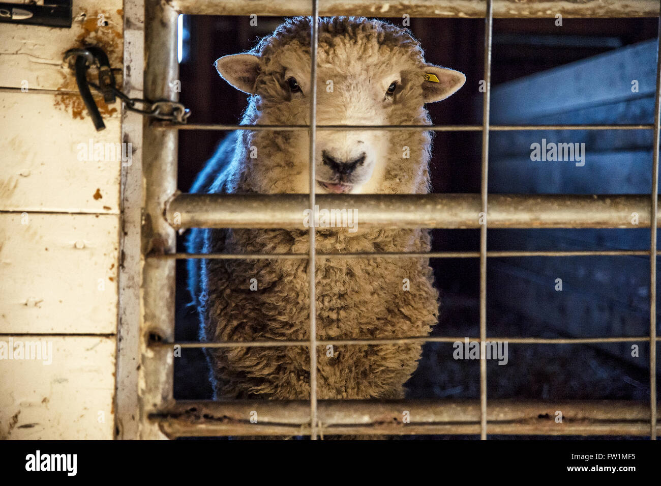Sheep, Martha's Vineyard, Massachusetts, USA Stock Photo