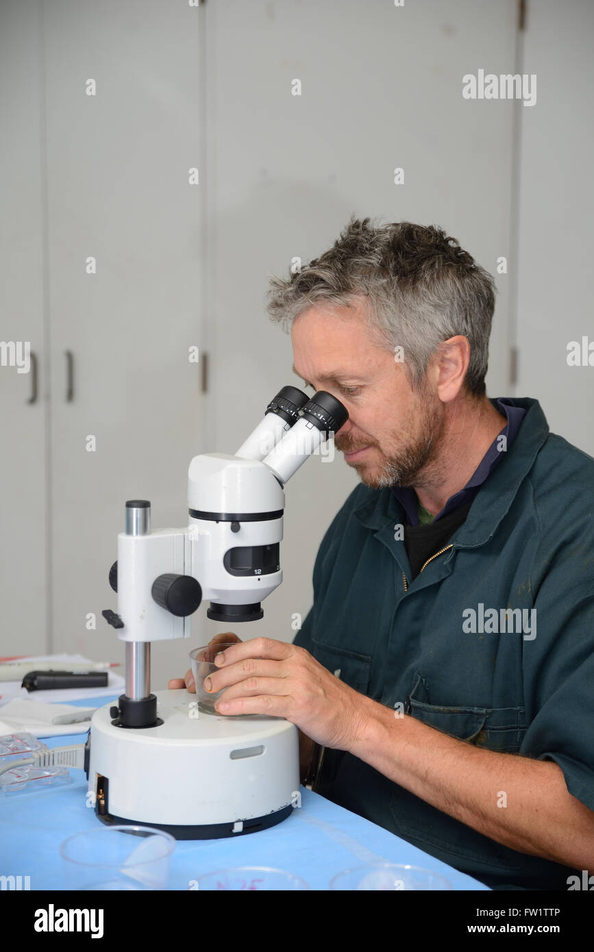 A technician uses a stereo microscope to locate the calf embryos flushed from a high-producing dairy cow as part of an artificia Stock Photo