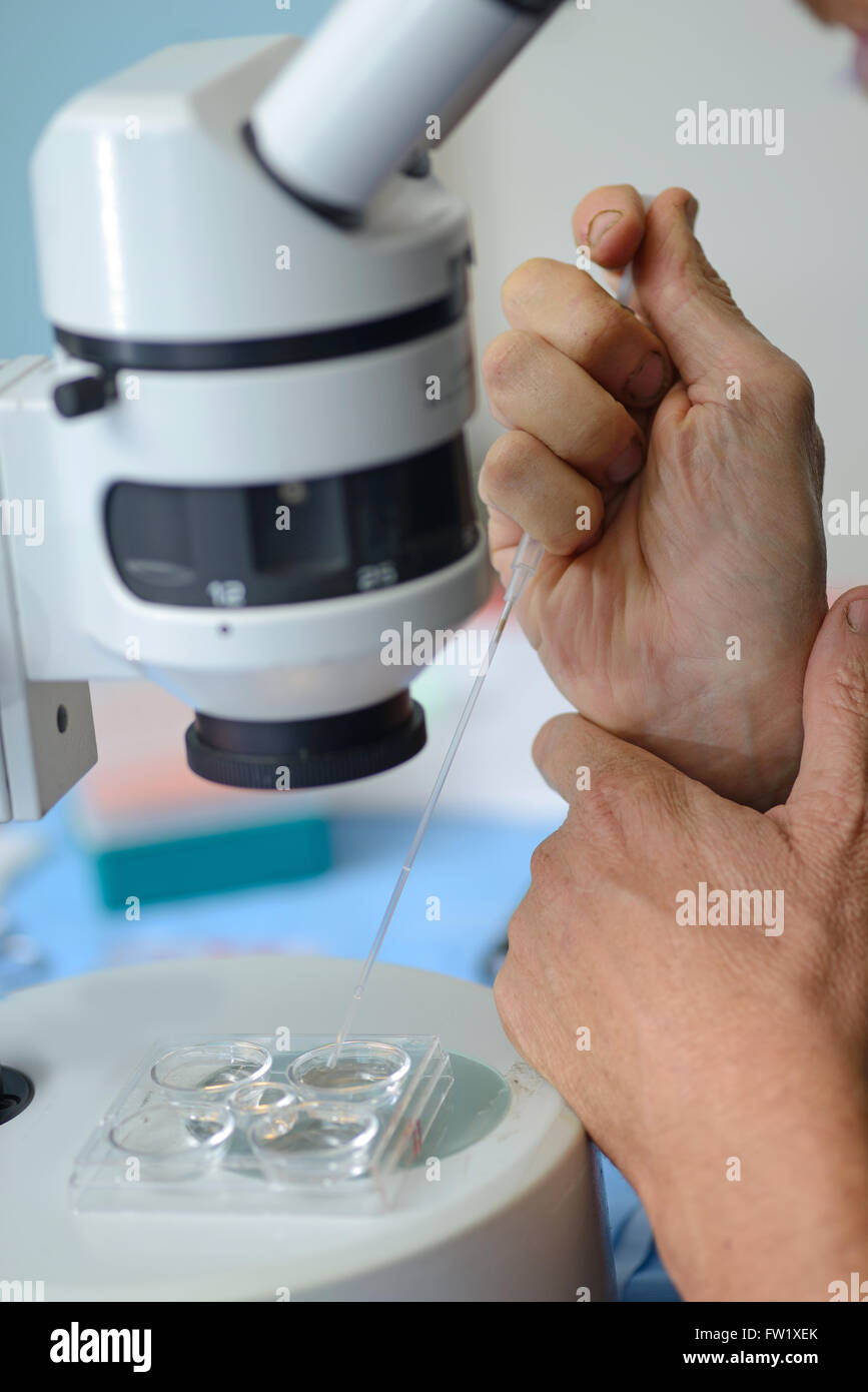 A technician steadies his hand to draw up a live calf embryo into a pipette, ready for implantation into a surrogate cow as part Stock Photo