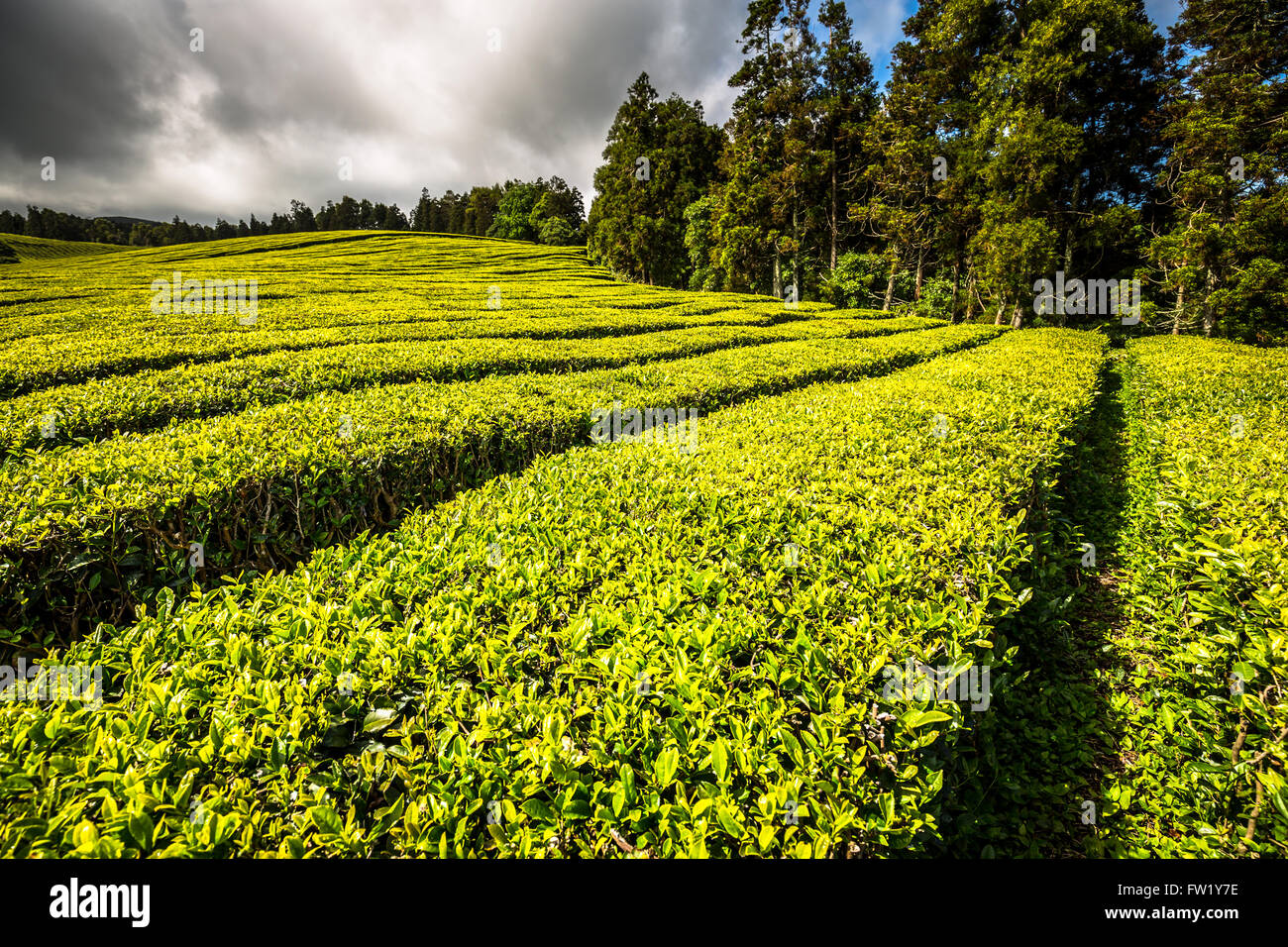 Azores Tea Portugal Azores Islands Sao Miguel tea plantation Stock Photo - Alamy
