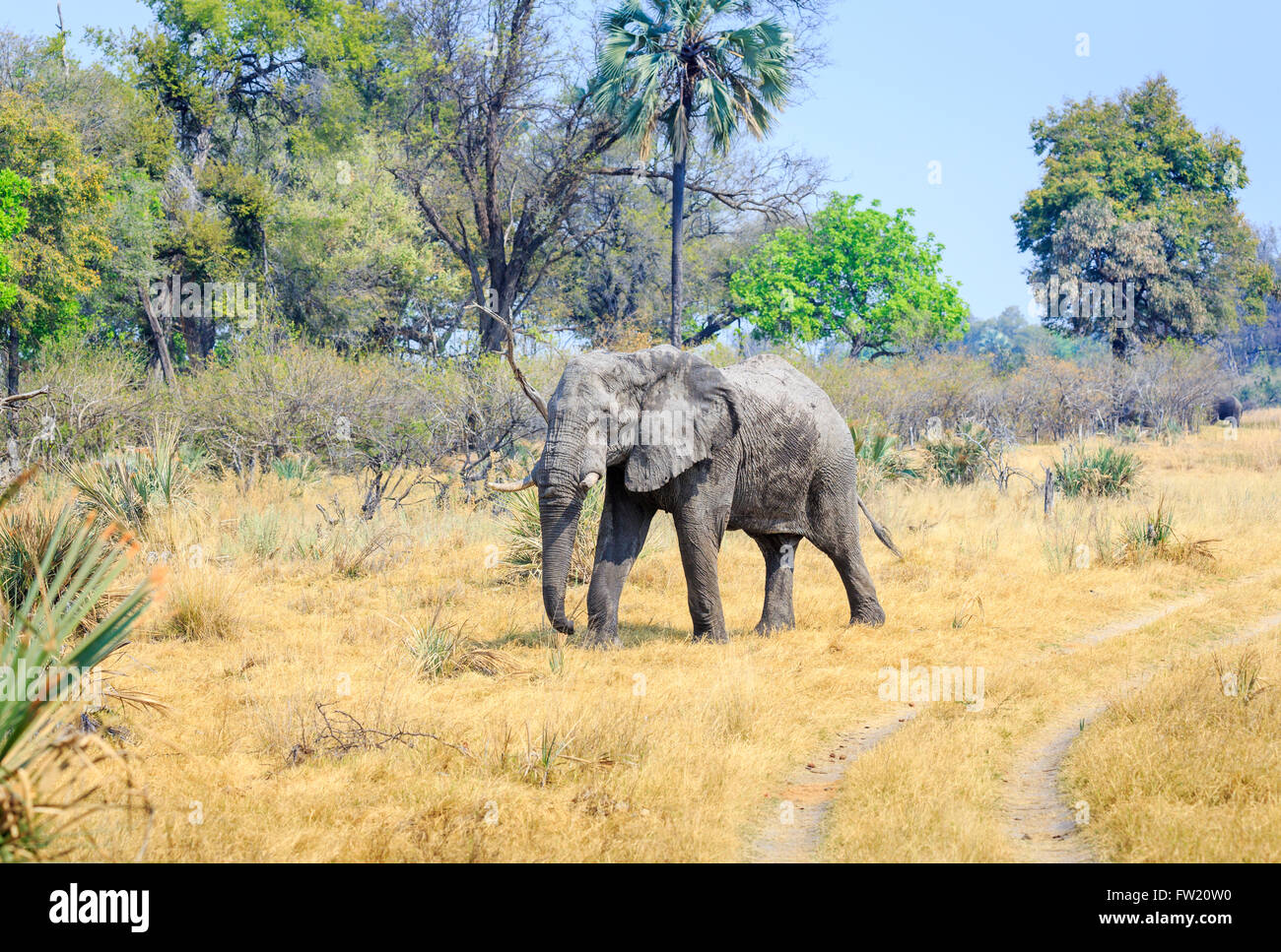 Single individual African bush elephant (Loxodonta africana) near Sandibe Camp, by the Moremi Game Reserve, Okavango Delta, Kalahari, Botswana, Africa Stock Photo